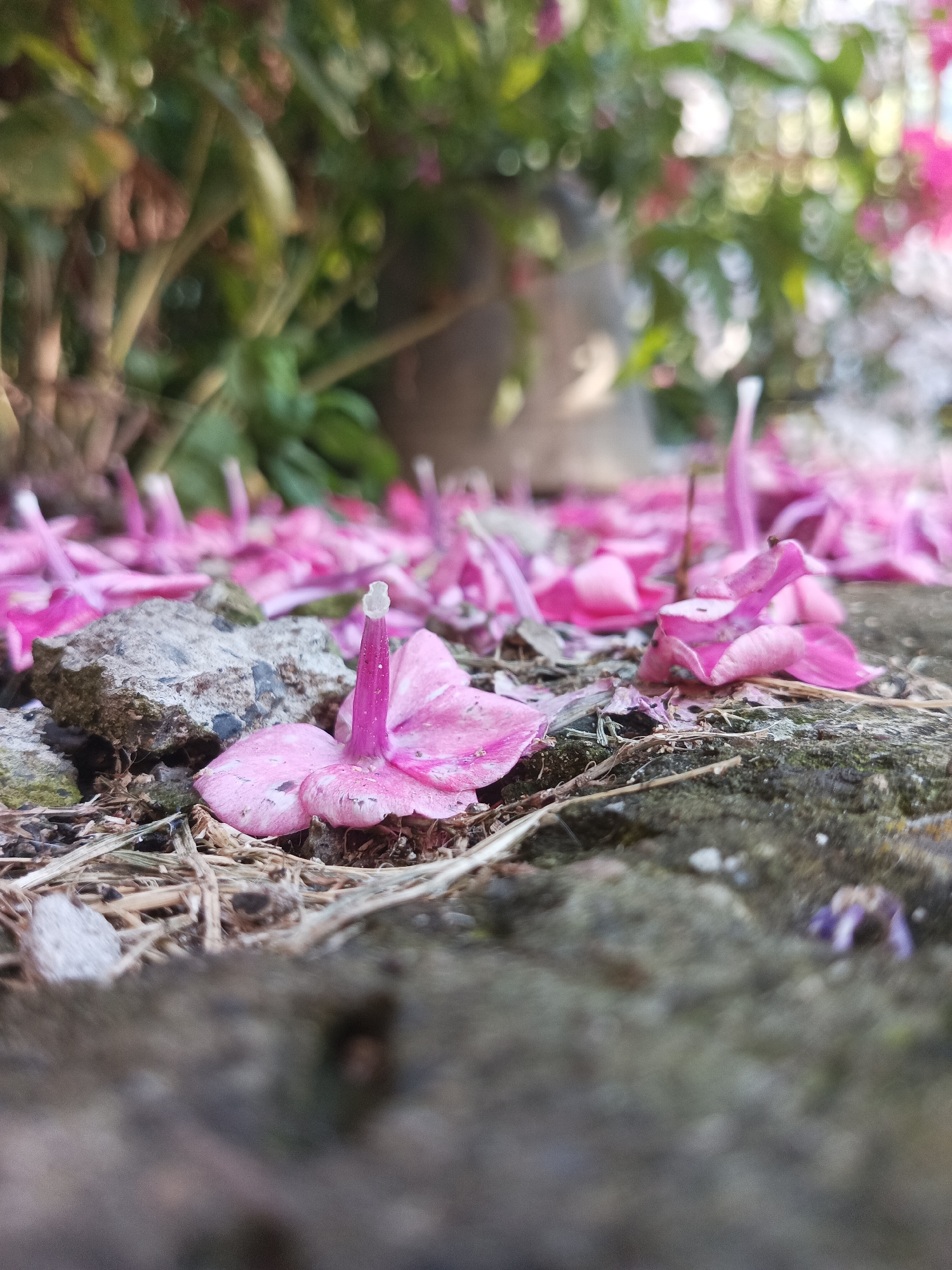 In Shumerlya, Russia, a low-angle close-up shot focuses on fallen pink flower petals scattered across a rough, textured surface. The surface appears to be composed of concrete or stone, interspersed with dry, straw-like debris and small grey rocks. One prominent pink petal, slightly curled, lies near the foreground, its delicate structure visible. In the background, out of focus, green foliage and more pink blossoms suggest a garden or park setting. The lighting is natural, casting soft shadows and highlighting the textures of the petals and the ground. There are no people or animals visible in the image.