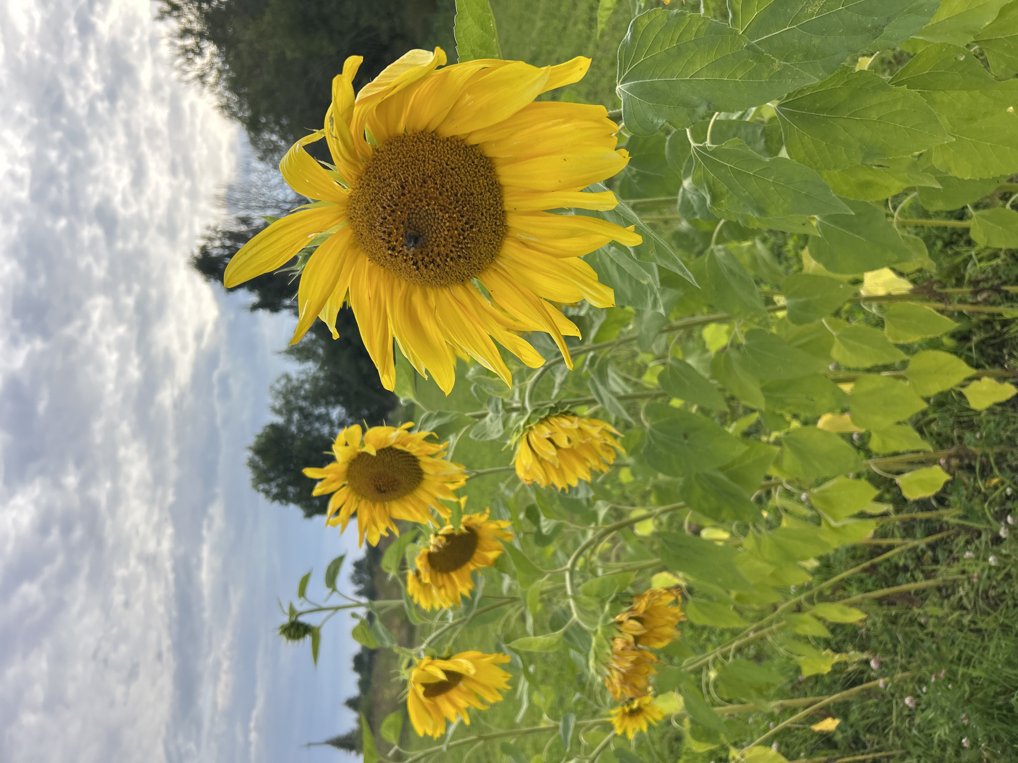 A close-up, low-angle shot captures a field of sunflowers under a cloudy sky. The primary subject is a large, vibrant yellow sunflower in the foreground, facing the right side of the frame, with a bee visible on its center. Behind it, several other sunflowers are in various stages of bloom, some facing forward and others drooping. The background features a line of trees and a hint of a distant structure, possibly a spire, on the left. The environment appears to be rural, given the natural landscape and open field. The image was taken in Verkhnii Prikhon, Russia.