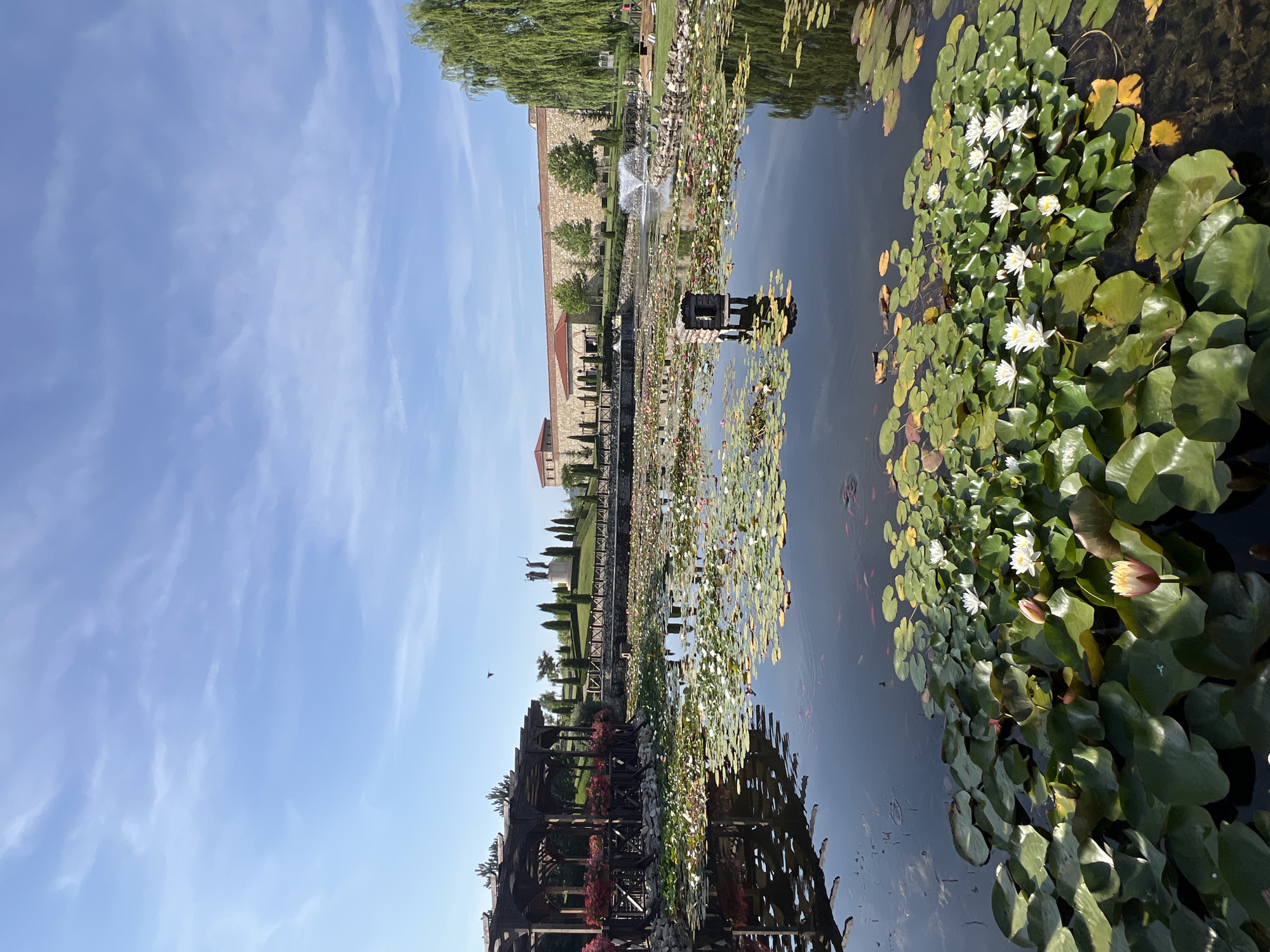 The image depicts a serene pond filled with lily pads and blooming water lilies. In the foreground, the lily pads are lush green, with some white and yellow flowers in various stages of bloom. The water is dark and reflective, mirroring the surrounding environment.
To the left, a wooden pergola covered with red flowers and greenery provides a shaded seating area. Beyond the pond, a stone wall with arched windows runs horizontally across the middle ground, suggesting a building or fortification. A bridge spans across a section of the pond or canal in front of this structure.
Further in the background, a statue of two figures stands on a raised grassy area lined with cypress trees and a wooden fence. To the right, a large weeping willow tree with cascading branches adds a touch of elegance to the scene. The sky is a clear blue with scattered white clouds.
The image is taken from a perspective at water level, looking across the pond towards the structures and landscaping. The overall impression is one of tranquility and natural beauty, characteristic of a park or garden setting. While the prompt mentions Neofit Rilski, Bulgaria, this specific detail about the location cannot be visually verified from the image alone.