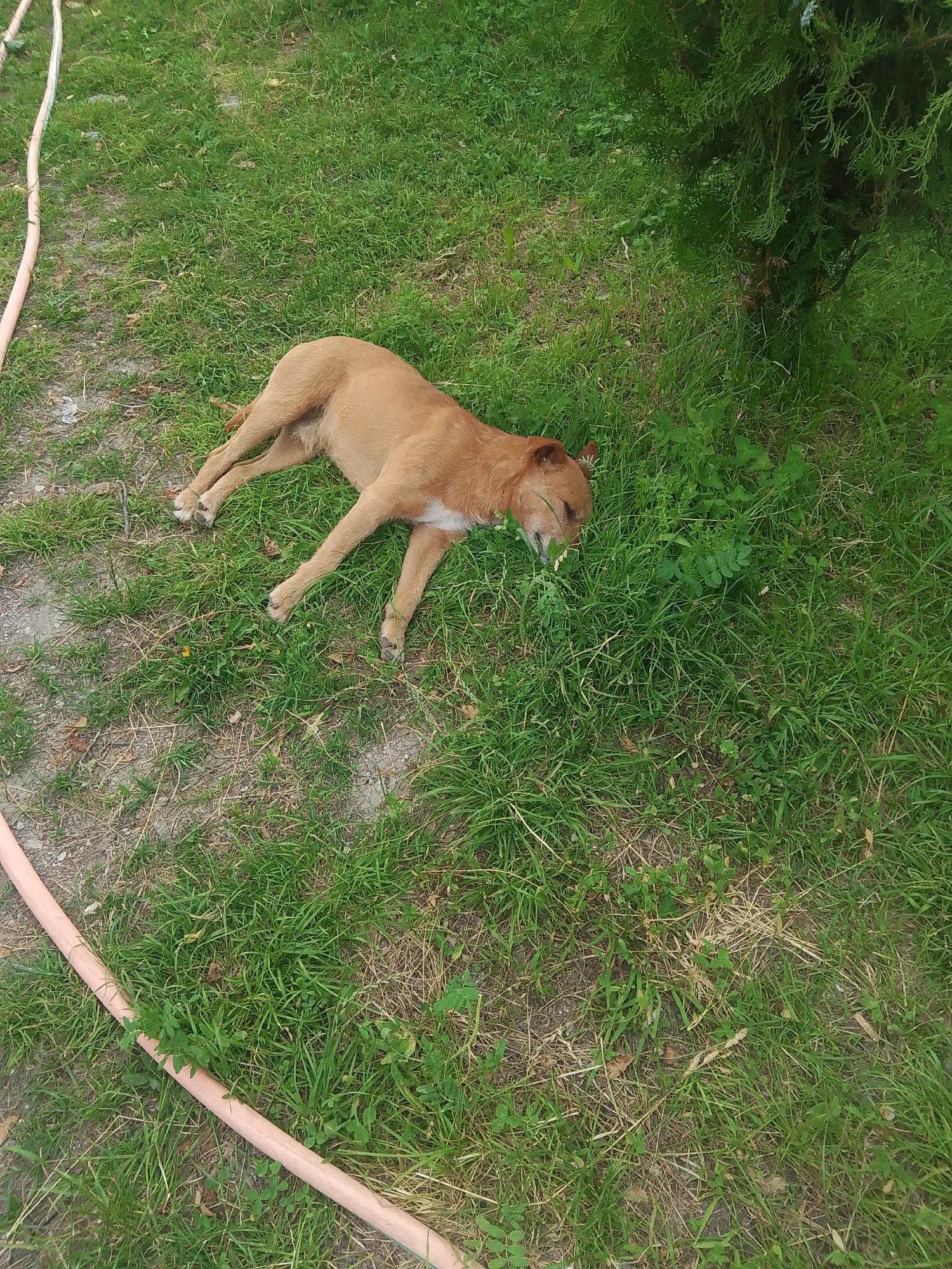 An overhead shot captures a light brown dog resting peacefully on a patch of grass in an outdoor setting. The dog is lying on its left side, with its head turned to the right and partially nestled into a cluster of taller green grass. Its front and back legs are splayed out in a relaxed posture. The fur is short and a uniform tan color, with a small patch of white visible on its chest or underbelly.
The ground consists of vibrant green grass mixed with areas of sparser, drier grass and visible soil or dirt patches. A light-colored, possibly pinkish-beige, garden hose is visible along the lower left side of the frame, curving across the ground. In the upper right corner, the dense, dark green foliage of a shrub or small tree is present, casting some light shadow over the grass beneath it.
The scene is brightly lit by natural daylight, indicating it is daytime. The overall impression is one of calm and relaxation, with the dog appearing to be sleeping or simply enjoying a rest outdoors. The setting suggests a garden or a natural backyard environment in Parpi, Armenia. There is no visible text in the image.