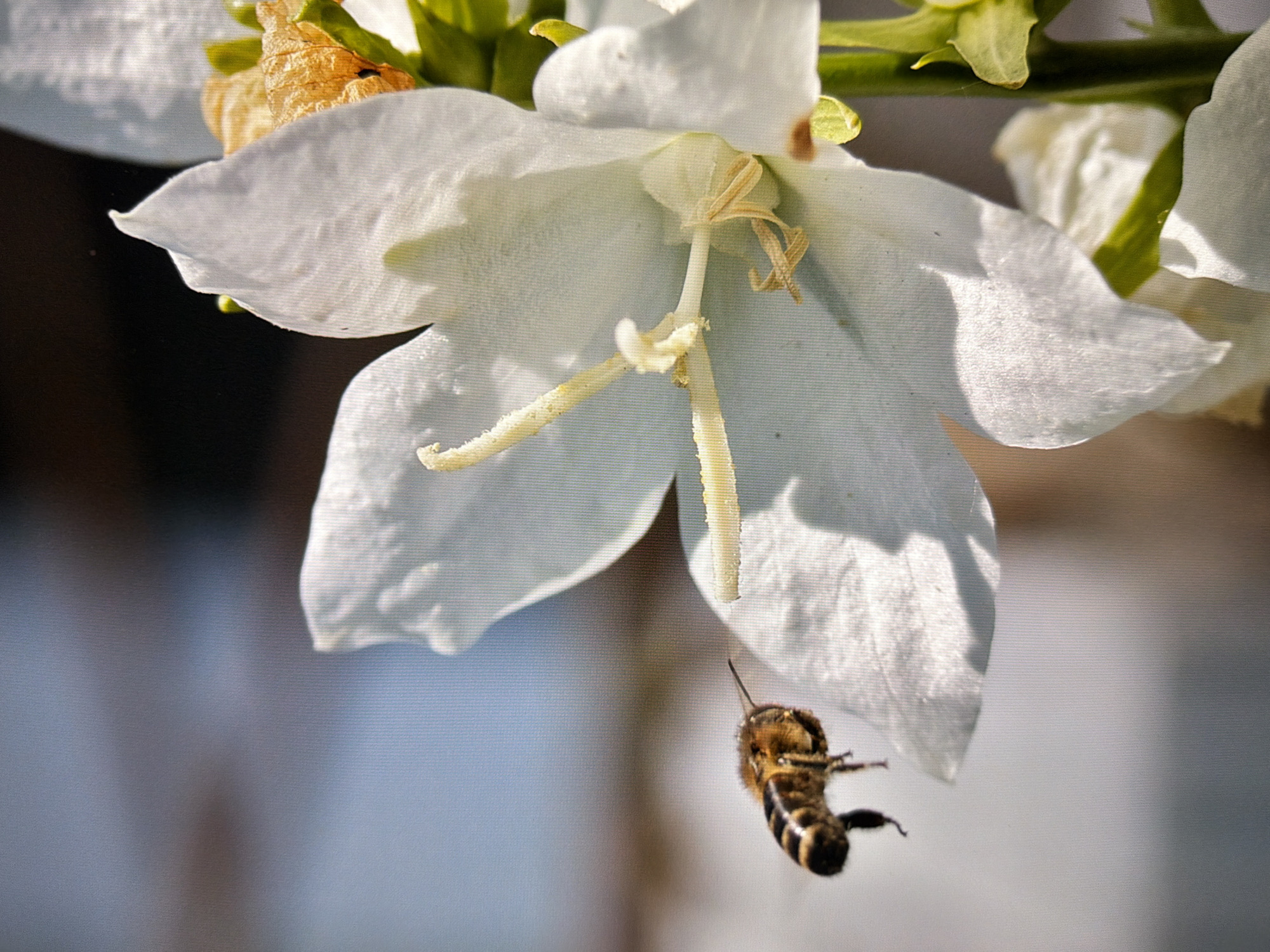 A close-up, eye-level shot captures a bee in flight, approaching a large, white bell-shaped flower. The bee, with its striped abdomen and visible legs, is positioned to the left of the flower, its wings blurred from motion. The flower, predominantly white, features a prominent stamen and pistil in the center, with delicate, translucent petals. The background is softly blurred, showing hints of a light blue sky and muted brown and green tones. The image appears to be taken outdoors during daylight. The specific location in Kyiv, Ukraine, cannot be determined from the visual information provided.