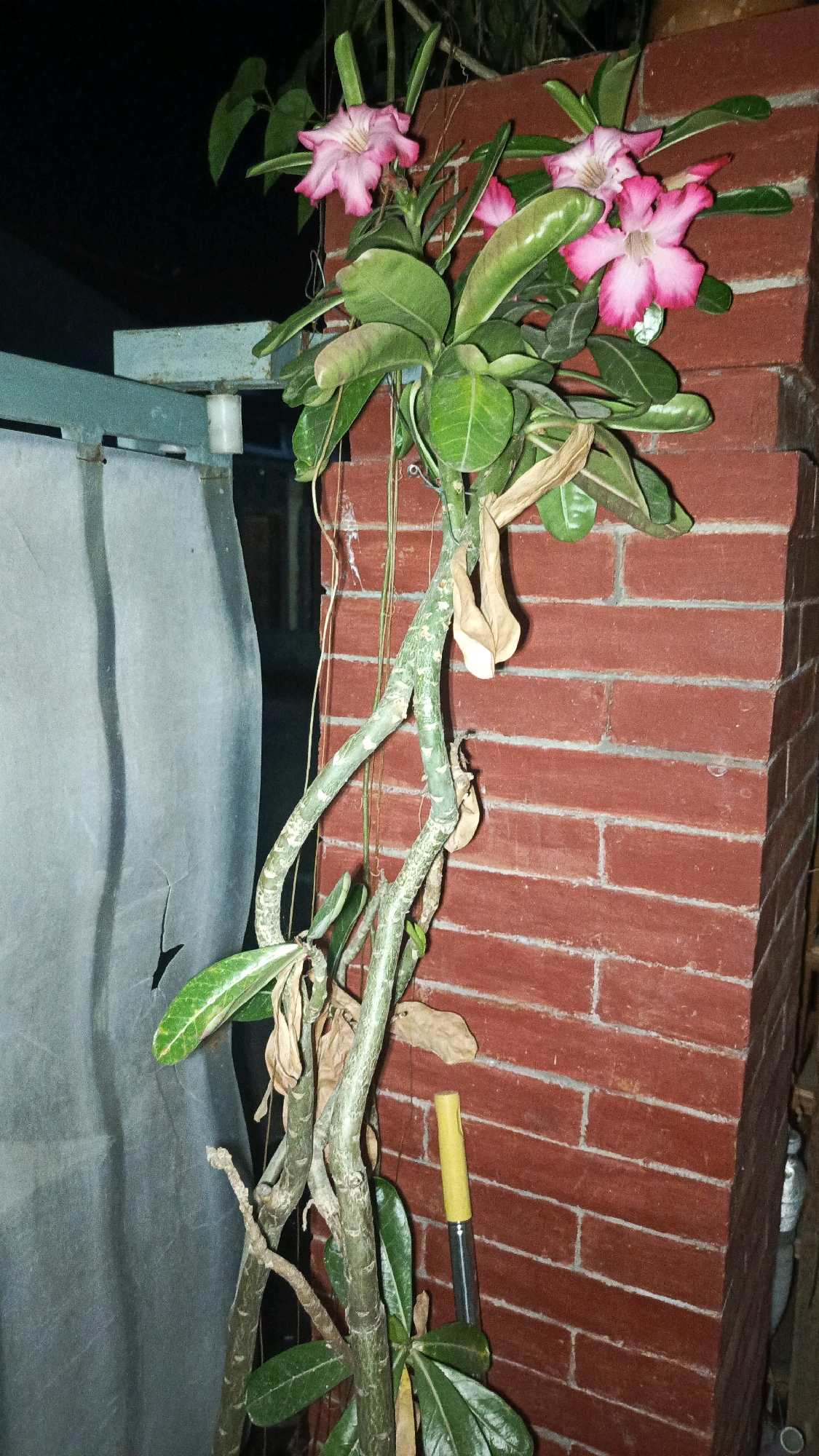 A close-up, eye-level shot captures a flowering desert rose plant with pink and white blossoms. The plant's thick, gnarled branches are a prominent feature. It is positioned in front of a red brick wall, with a gray tarpaulin visible to the left. A yellow and silver tool, possibly a garden implement, leans against the brick wall near the base of the plant. The background is dark, suggesting the image was taken at night. The scene is located in Babadan, Indonesia.