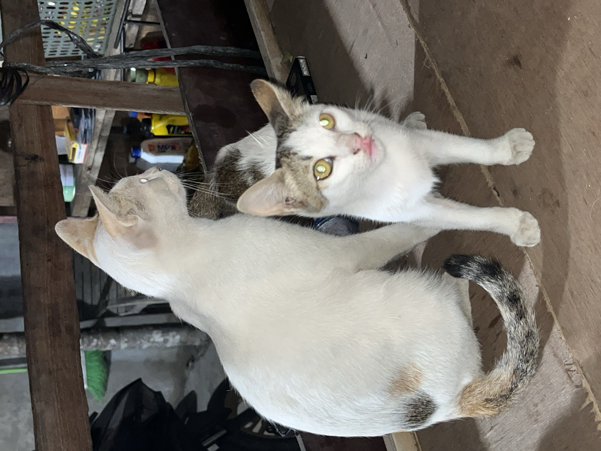 Two cats are positioned on a wooden surface. The larger cat, primarily white with some light brown and black markings on its tail and hindquarters, is seated and facing to the left. Its gaze is directed away from the camera. A smaller cat, also predominantly white with tabby markings on its head and back, is seated in front of and slightly to the right of the larger cat. This smaller cat is facing forward, directly at the camera, with its mouth slightly open, revealing its tongue. The background consists of a rustic, possibly outdoor or semi-outdoor environment with wooden structures, shelving with various bottles and objects, and what appears to be a black motorcycle or scooter. The lighting suggests it may be evening or a dimly lit area. The overall impression is a candid snapshot of two domestic animals in a somewhat cluttered, utilitarian setting.