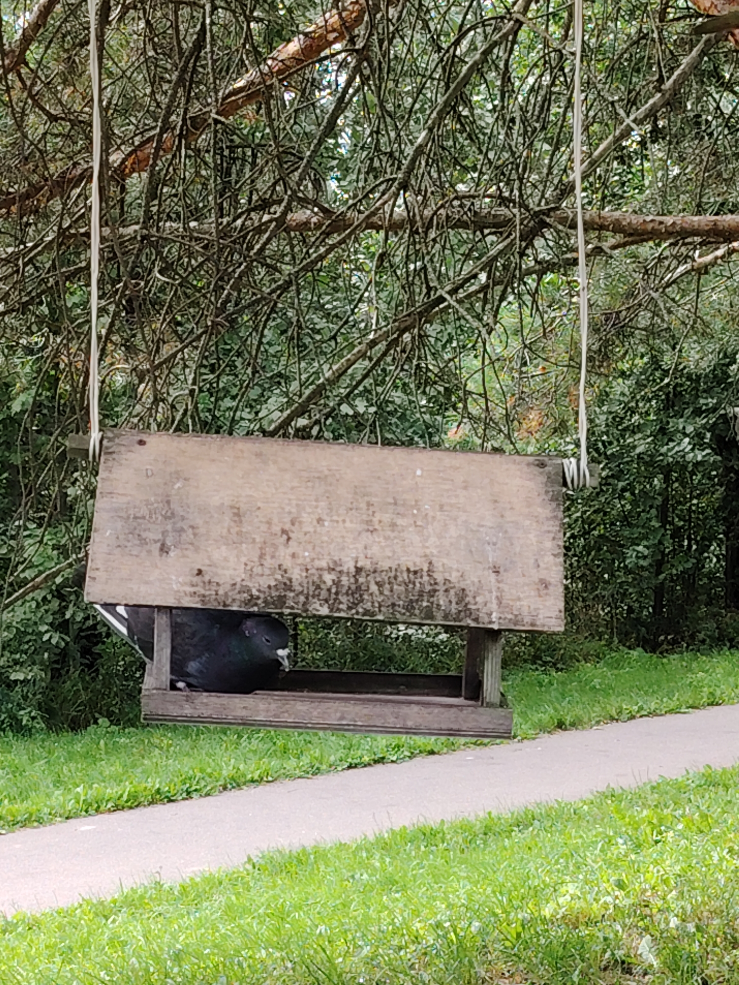 A pigeon is resting inside a wooden bird feeder that is suspended from a tree branch by ropes. The bird feeder is weathered and appears to be made of plank wood. The pigeon is dark gray with some white markings on its wings. It is positioned in the lower left section of the feeder, facing slightly to the right. The background consists of dense green foliage and tree branches, suggesting a natural or park-like setting. A paved pathway runs horizontally across the lower part of the image, bordered by green grass. The scene is outdoors, likely in a park or garden within Zelenograd, Russia, given the context. The lighting suggests it is daytime, possibly overcast given the diffused light.