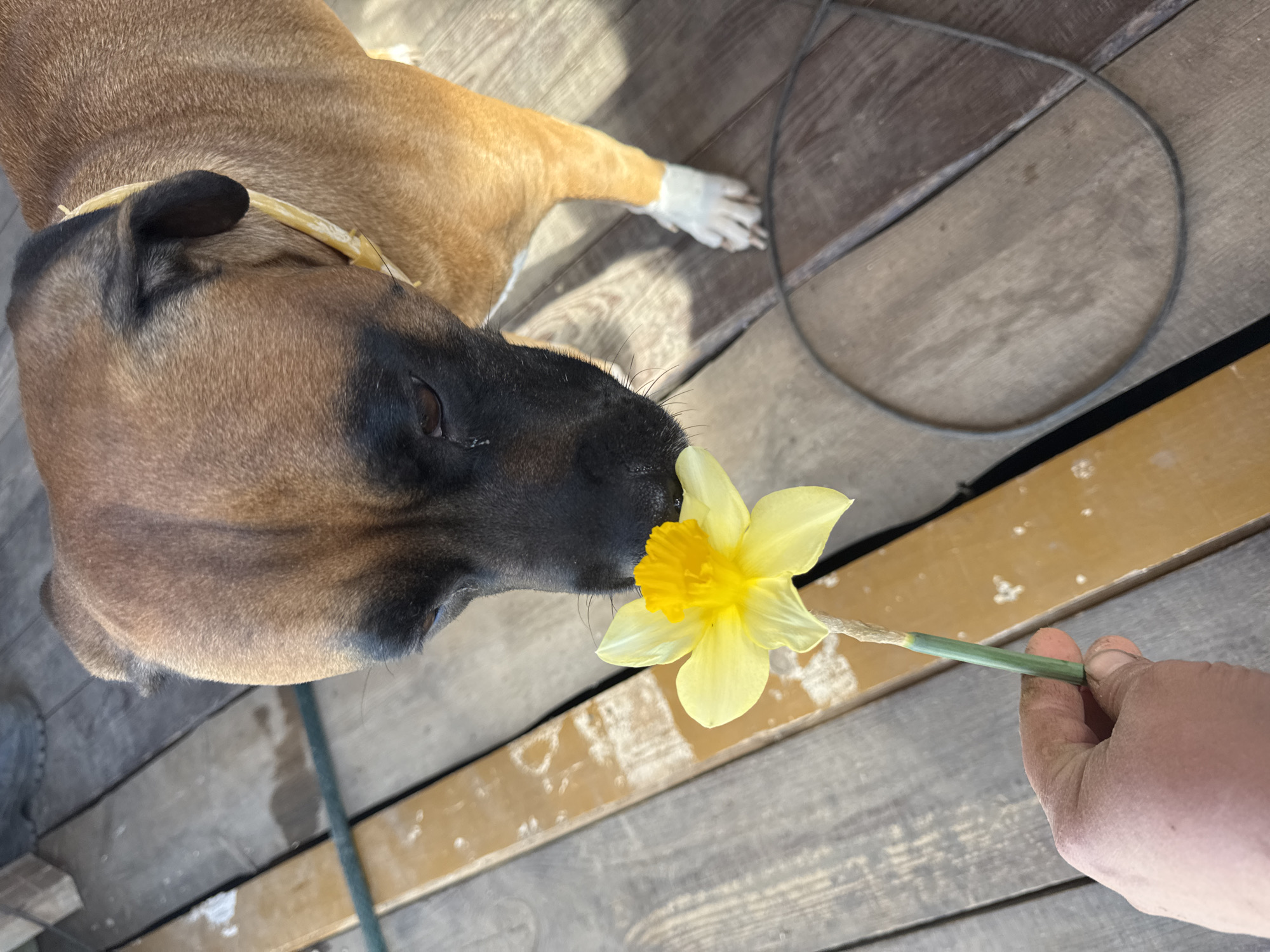 A brown and black dog is smelling a yellow daffodil flower held by a hand. The dog is lying on a wooden surface, possibly a deck or porch. A dark-colored leash is also visible on the wooden surface. The hand holding the flower appears dirty. The exact location in Chaikovsky, Russia, is not evident from the visual information.