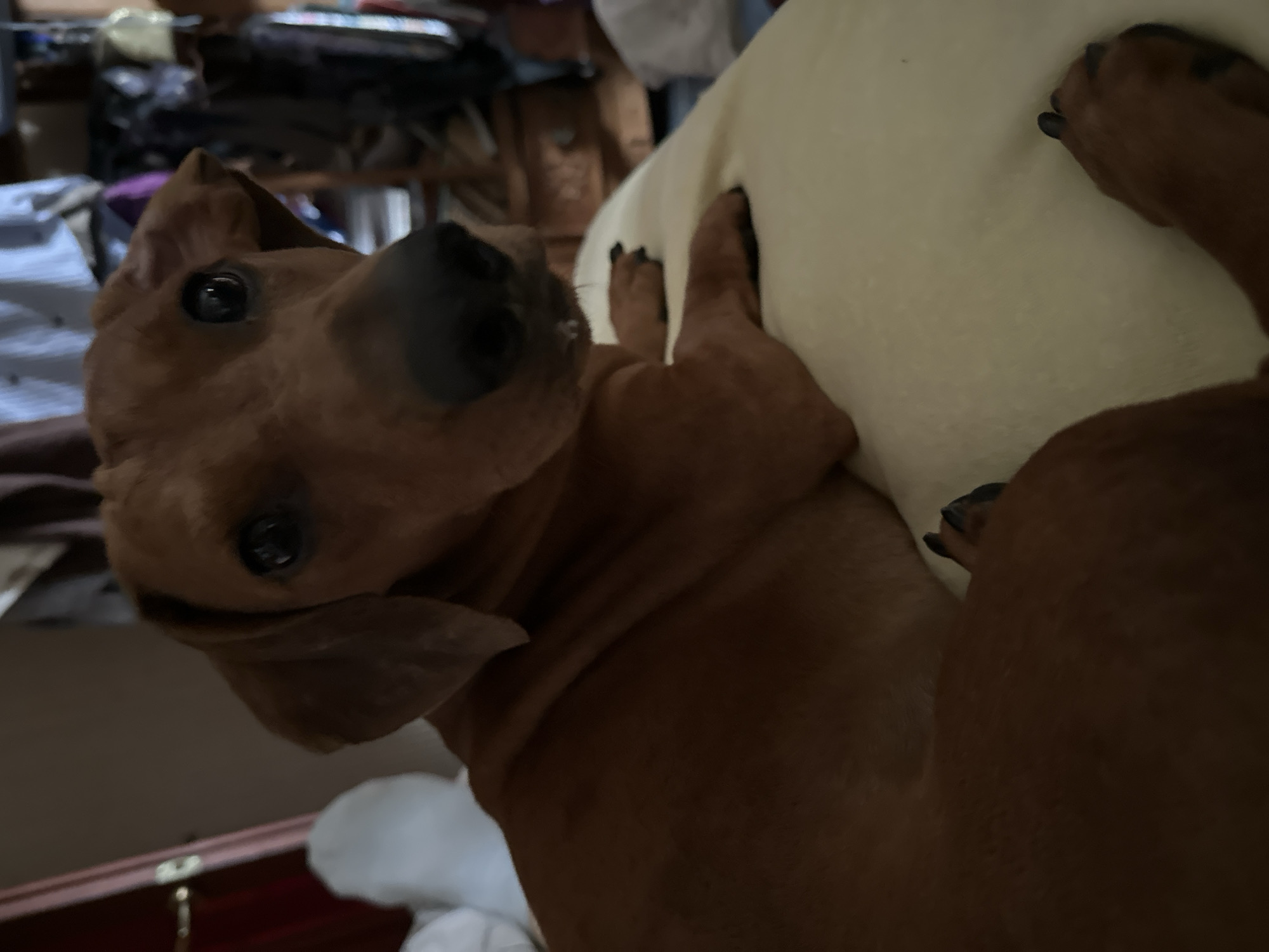The image shows a close-up of a brown dog lying on a light-colored surface, possibly a bed or a cushion. The dog's head is angled towards the camera, with its eyes wide open and looking forward. Its ears are floppy and hang down. The dog's paws are visible, with dark nails. The background is blurred and appears to be an indoor setting with various objects, including what looks like furniture and possibly some clutter. The lighting suggests it is indoors, likely during the day or under artificial light. The overall mood appears relaxed, with the dog in a comfortable position. There is no visible text in the image.