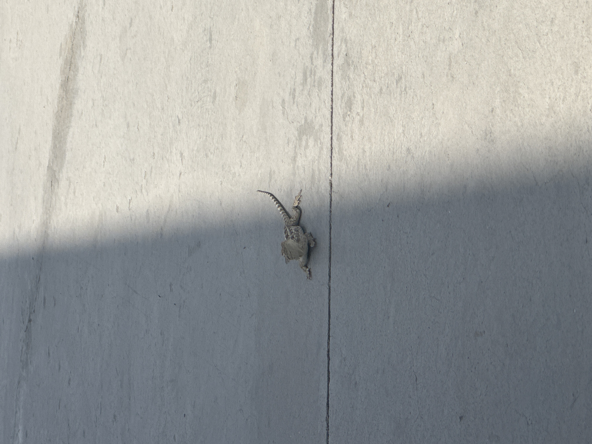 An overhead shot shows a lizard on a grey, paved surface. The surface has a visible horizontal crack running across it. A diagonal shadow stretches across the pavement from the upper left to the lower right of the frame. The lizard is positioned near the crack, in the lower center of the image, and is facing towards the right. It appears to be a small, brown and grey reptile with a striped tail. The environment is outdoors, and the lighting suggests it is daytime. The location is Unknown, Uzbekistan.