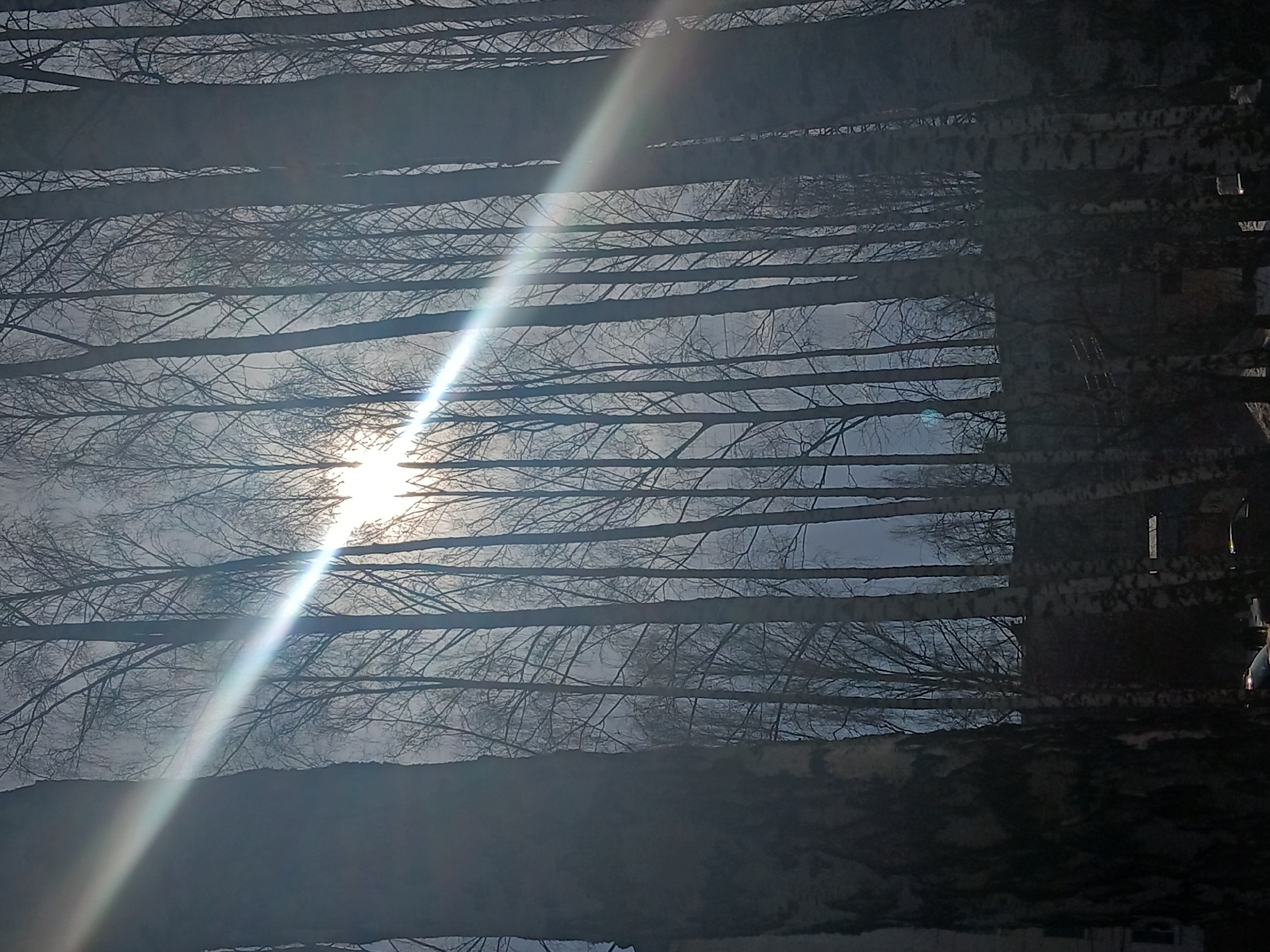 The image depicts a low-angle view of trees in what appears to be a forest or park. The trees are tall and thin, with bare branches reaching towards the sky. Some of the trees appear to be birch, identifiable by their white bark. The sun is shining brightly through the branches, creating a lens flare and obscuring some details. The image has a somewhat dark and cold tone due to the lack of leaves and the wintery setting. I don't have enough information to verify the location as the city of Chaikovsky, Russia. There are no visible people, subjects, objects, actions, or interactions in the image besides the natural elements.