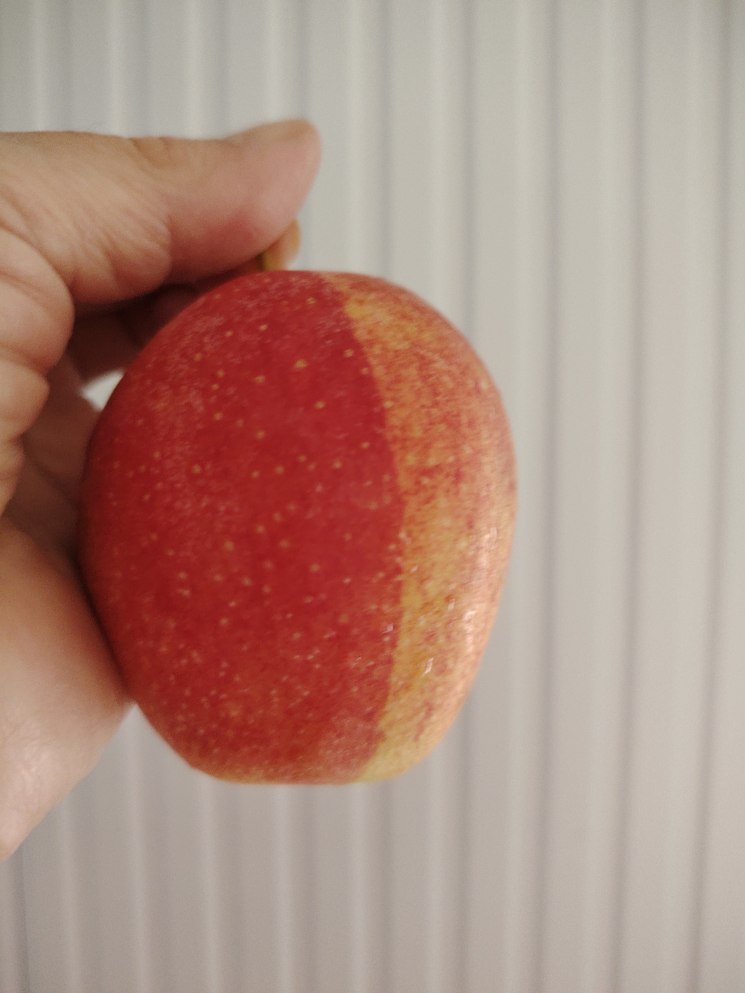 A person's hand is holding a red and yellow apple. The background is a white surface with vertical lines. The image appears to be taken in an indoor setting. There is no visible indication of the location being in the city of Кривец, Russia, or any other specific geographic location.
