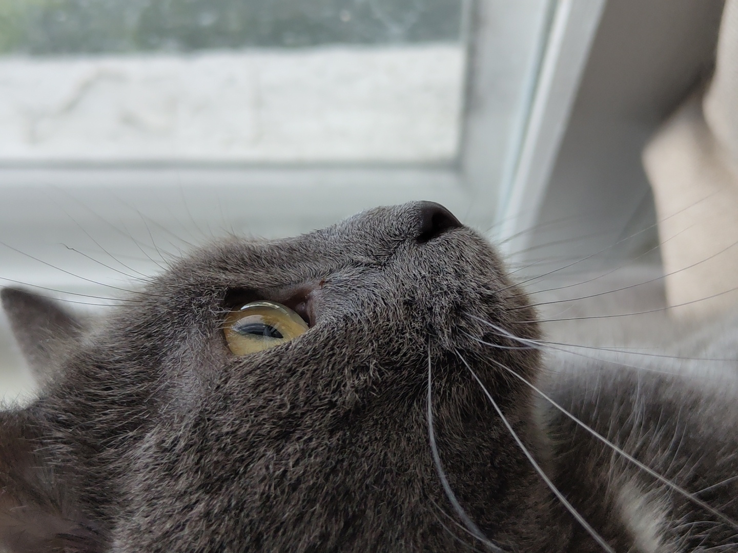 A close-up, profile shot shows a gray cat with yellow eyes looking out a window. The cat's fur is short and dense, and its whiskers are long and white. The window is blurry, but it appears to be a daytime scene with natural light. The cat's gaze is focused intently on something outside the window. The background is a blurred interior setting.