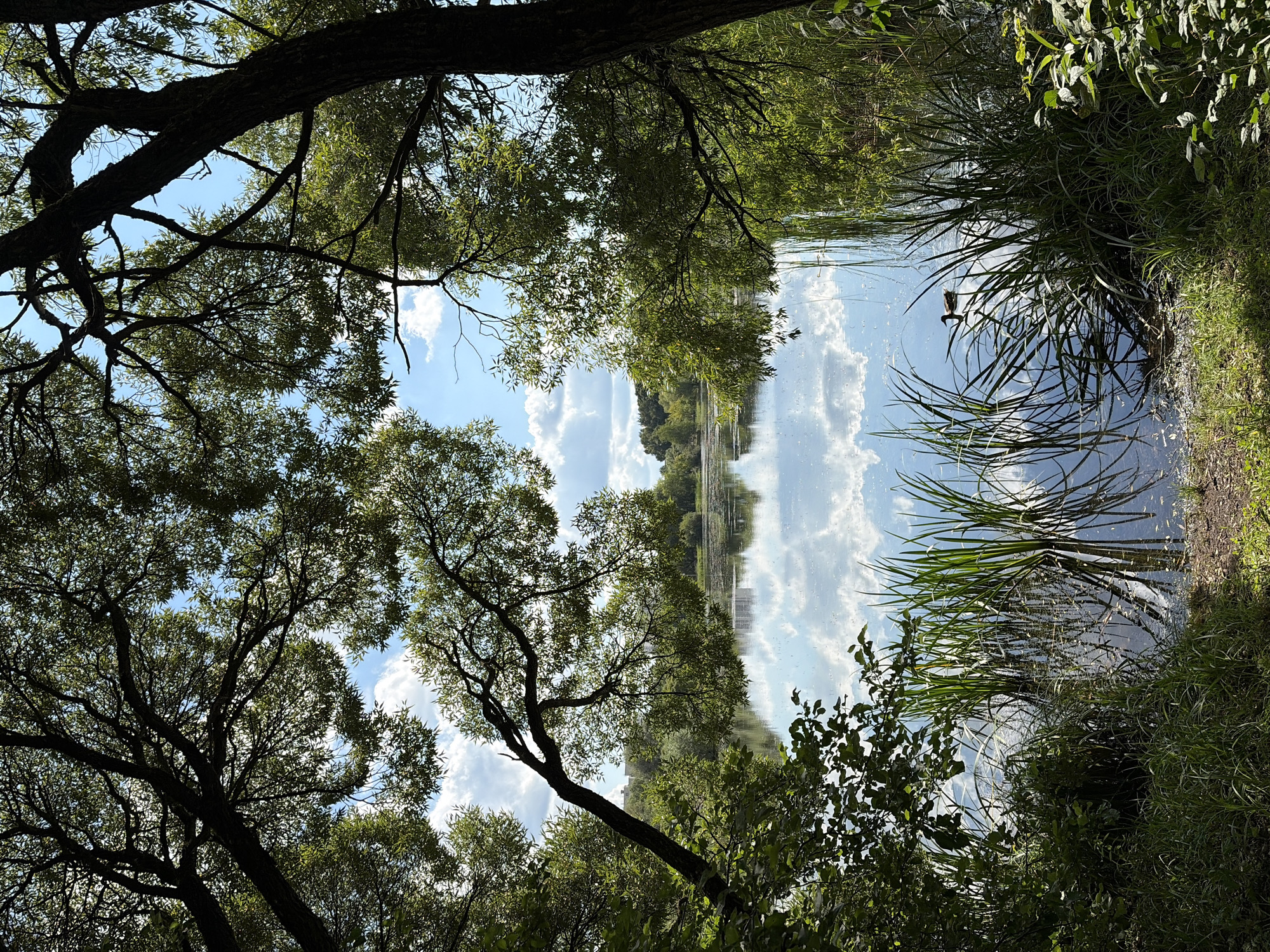 This is a photograph of a calm lake in a park, likely in Khimki, Russia, as indicated by the provided context. The scene is framed by lush green trees with dense foliage, whose branches arch over the water. The sky is a bright blue with scattered white clouds, which are reflected in the still surface of the lake. On the far side of the lake, there is a treeline and some buildings visible in the distance. In the foreground and along the edge of the water, tall green reeds and grasses grow. A single duck is swimming in the middle of the lake. The overall impression is one of a peaceful, natural setting within an urban environment.