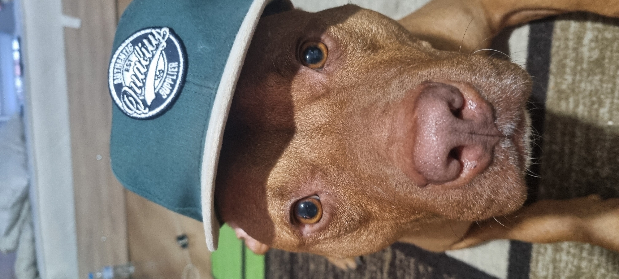 A medium-brown dog, possibly a pit bull or similar breed, is captured in a close-up, upward-looking shot, facing the camera. The dog is wearing a teal or dark green baseball cap with a white brim, which creates a prominent shadow across its face. On the front of the cap, there is a circular embroidered patch in white and dark blue. The patch features the words "AUTHENTIC", "EST.", and "SUPPLIER" around the edge, with a stylized script word in the center that appears to be "Quality," accompanied by what looks like a stylized razor or blade motif.
The dog's eyes are a warm amber color, reflecting light, and it has a calm expression. Its nose is a moist, pinkish-brown with visible nostrils. Fine, sparse whiskers are present around its snout. The dog's fur is short and smooth. The background is softly blurred, indicating an indoor setting. Hints of a patterned rug or carpet in shades of brown and beige are visible to the right and below the dog's head, suggesting it is resting on the floor. The bright lighting creates a clear contrast and a well-defined shadow cast by the cap. This charming moment appears to be captured in a home, likely in Sofia, Bulgaria.