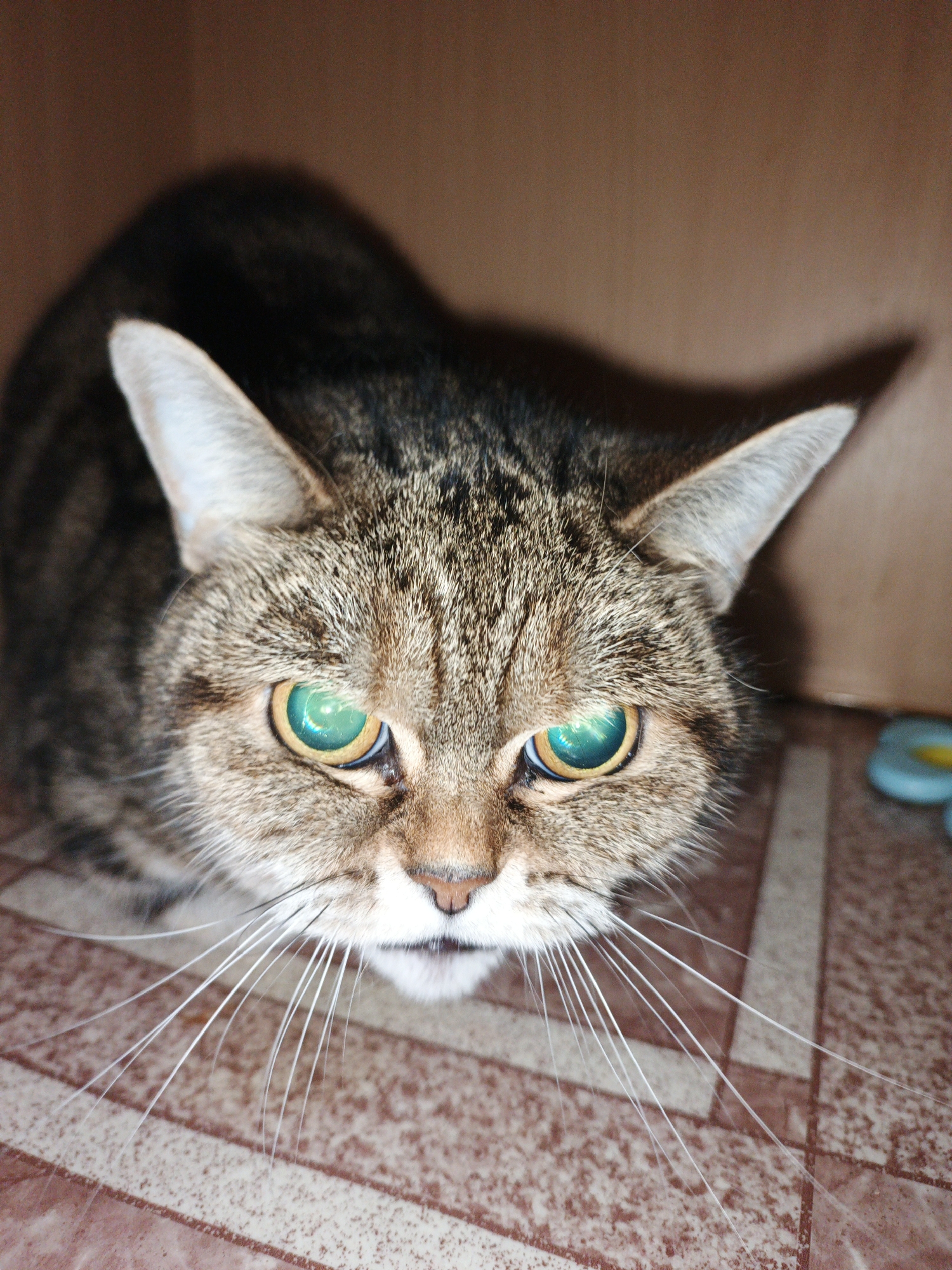 This is a close-up, eye-level photograph of a tabby cat. The cat is positioned in the lower half of the frame, facing the camera directly. Its fur is a mix of brown, black, and grey tabby markings. The cat's eyes are a striking feature, with bright, almost glowing green irises and dark pupils. Its whiskers are long and white, fanning out from its muzzle. The background is a mottled brown, possibly a wall or cardboard, and the floor beneath the cat appears to be tiled with a reddish-brown and white pattern. A small, out-of-focus blue and yellow object is visible on the right side of the frame. The lighting creates a slight reflection in the cat's eyes, and the overall mood is intense due to the direct gaze and the cat's slightly lowered head. No text is visible in the image. The setting appears to be indoors, likely in a home in Medvedyovka, Russia.