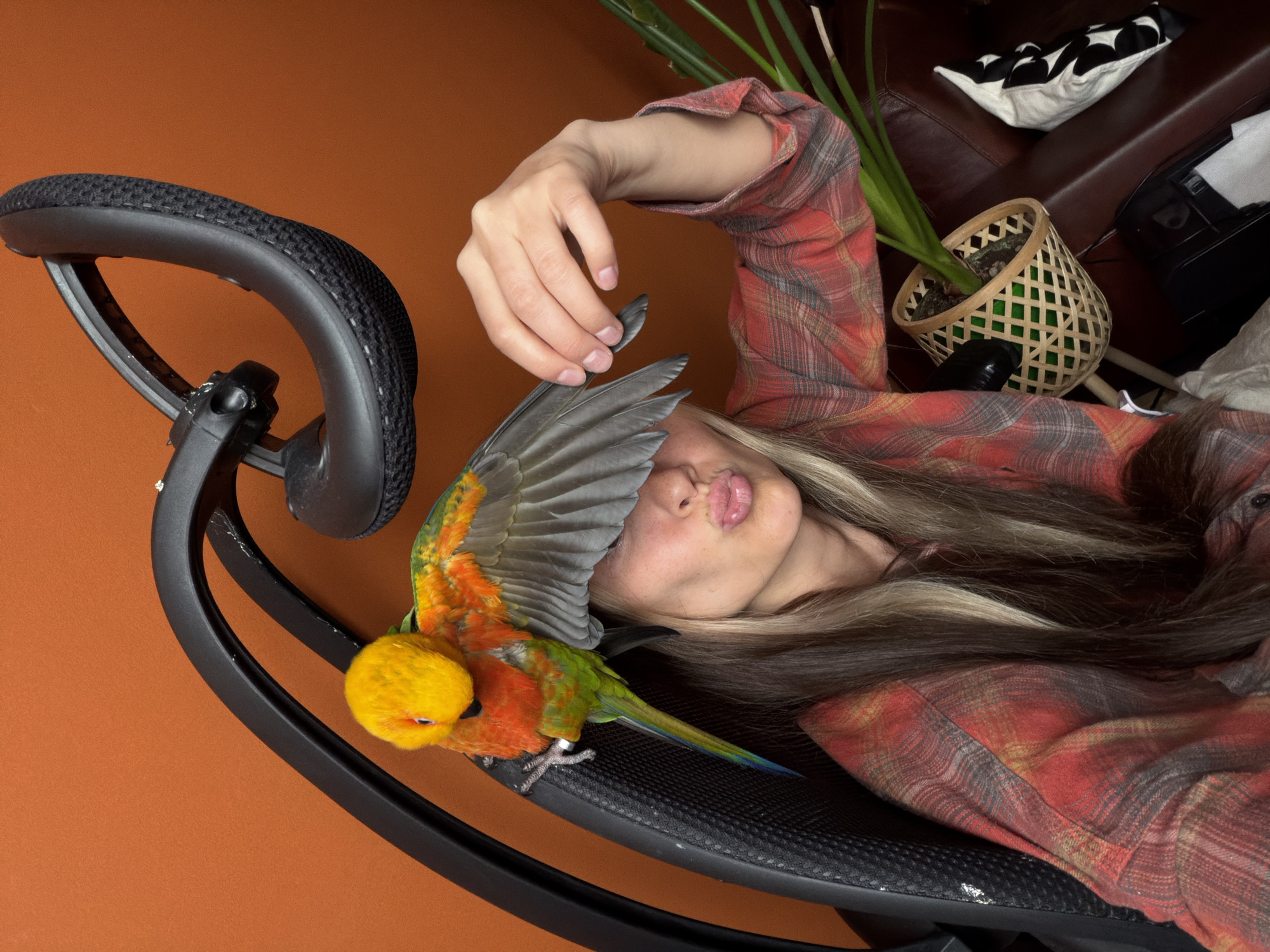 A medium shot depicts a woman lying in an office chair, positioned sideways, with a colorful bird perched on her. The woman has her head tilted back and her mouth pursed, and her face is partially covered by the bird's wing. She's wearing a red and grey plaid shirt. The bird is predominantly yellow and orange with green wings and a blue tail. It stands on the arm of the black office chair. The background features an orange wall and a glimpse of a brown couch with a white pillow, a potted plant in a wicker basket, and other blurred objects. The image appears to be taken indoors. There is no information available to suggest that the location is in Khimki, Russia.