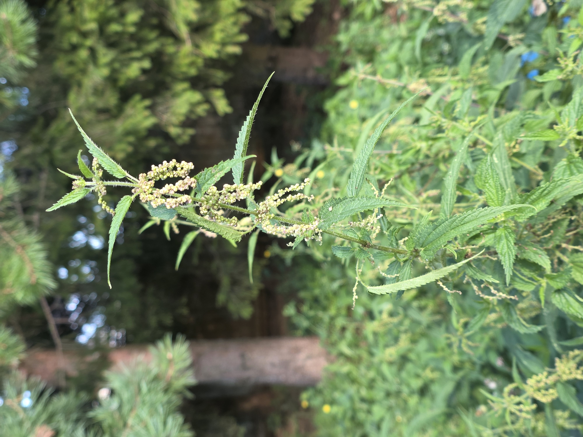 A close-up, eye-level shot focuses on a tall nettle plant with serrated green leaves and clusters of tiny, pale flowers. The plant is positioned centrally in the frame, with a shallow depth of field blurring the background. Behind the nettle, a dark tree trunk is visible, flanked by the soft green foliage of pine trees and other lush green undergrowth. Small yellow flowers dot the ground in the mid-ground. The lighting suggests an outdoor setting, likely during the day, with soft, diffused light creating a natural ambiance. The image does not contain any people or specific structures, and therefore, a precise location within the city of Речицы, Russia cannot be determined.