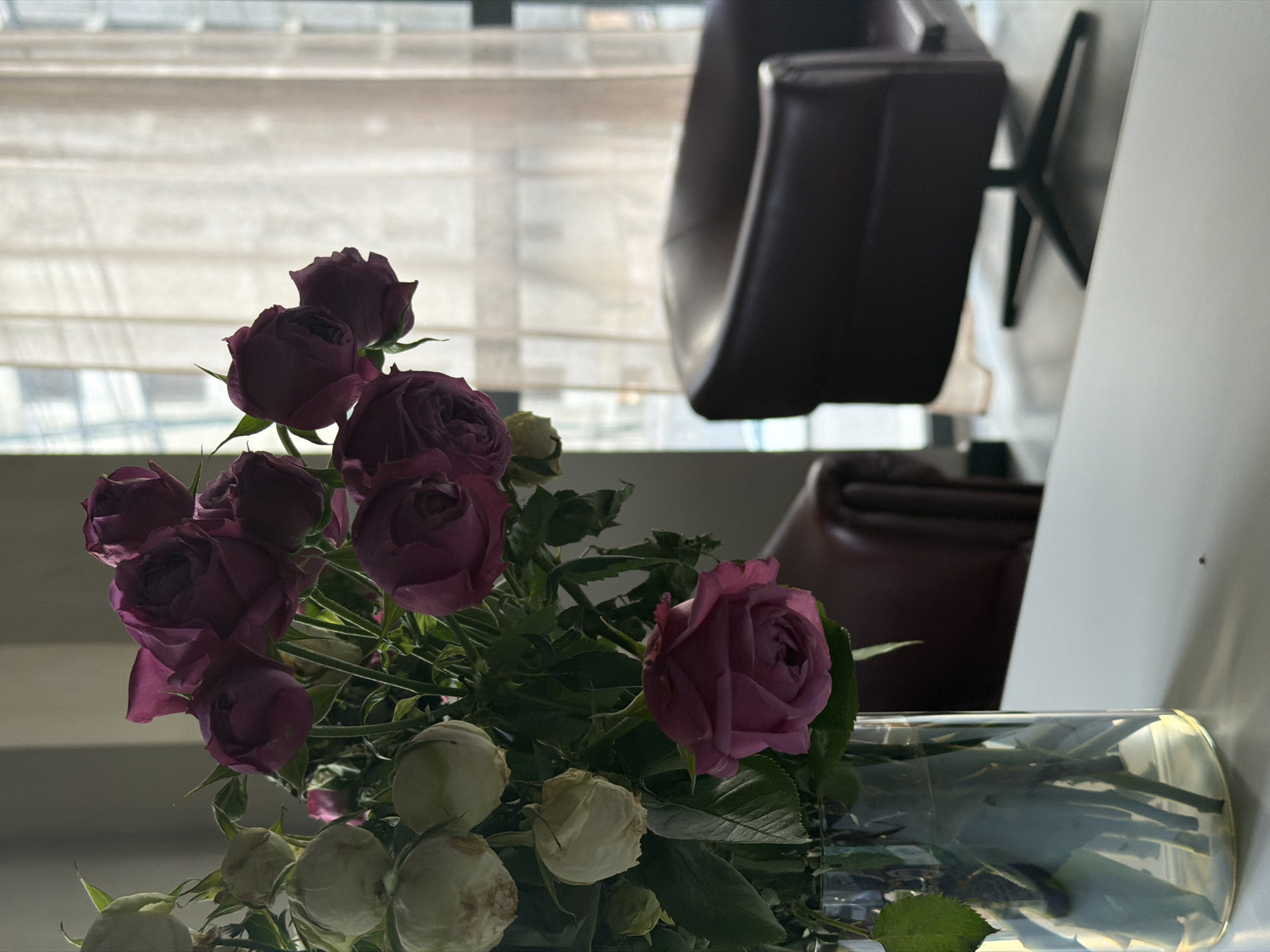 The rotated image, ideally viewed with a 90-degree clockwise rotation, depicts an indoor still life scene, likely in Yerevan, Armenia.
In the foreground, a vibrant bouquet of roses stands in a clear, cylindrical glass vase, filled with water and flower stems. The bouquet is dominated by numerous dark purple or magenta roses, presented in various stages of bloom, from tight buds to fully opened blossoms. Towards the bottom of the arrangement, several lighter, almost white or cream-colored, rosebuds are visible, some appearing slightly dry or wilted. Green foliage is interspersed throughout the flowers.
The background on the left features a large window, covered by horizontal blinds, which allows diffused natural light to illuminate the scene. Beyond the window and blinds, a blurred urban environment with discernible buildings suggests a city setting. On the right side of the background, parts of two dark brown or burgundy upholstered armchairs are visible; one is more prominent in the upper right, while another appears further back and blurred below it. A light-colored wall or partition forms the far right boundary of the frame.
The scene is captured during the daytime, indicated by the soft, natural light filtering through the window. No people are present, and no specific activity is taking place. There is no visible text within the image.