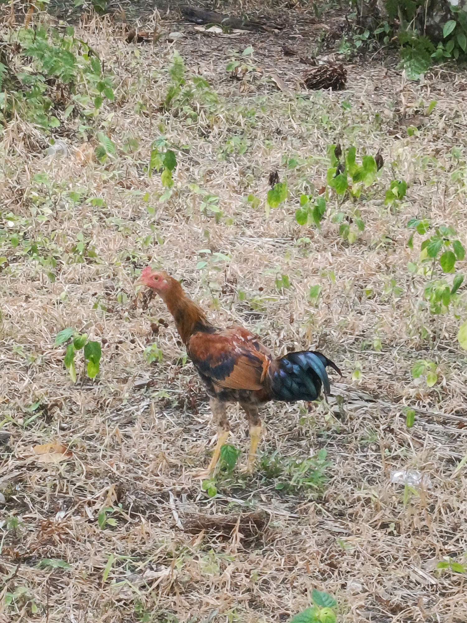 A rooster stands in dry grass and sparse green vegetation. The rooster has brown and black plumage, with iridescent green tail feathers. Its head is red and its beak is yellow. The ground is covered with dry, straw-like grass, with patches of green plants. In the background, there are some dark, leafy plants and some brown debris. The scene appears to be an outdoor, undeveloped area, possibly a field or yard, in Megang Sakti V, Indonesia.