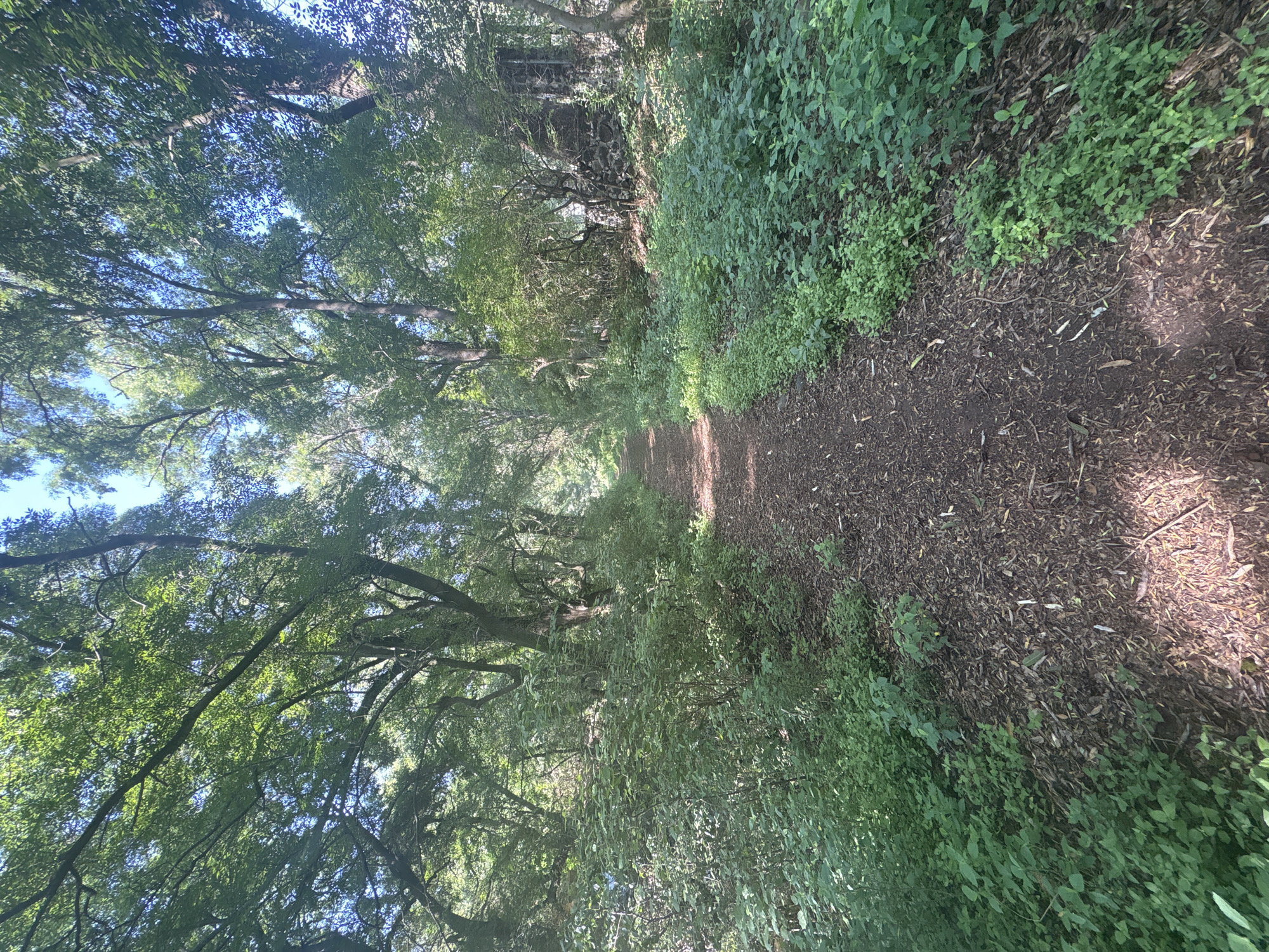 The image shows a dirt path leading through a forest in Santiago Tlautla, Mexico. The path is brown and appears to be made of dirt, leaves, and small twigs. Green ground cover lines the right side of the path. Trees arch over the path, creating a canopy of green leaves. Glimpses of blue sky can be seen through the gaps in the tree canopy. The light is dappled, with sunlight filtering through the leaves and creating shadows on the path.