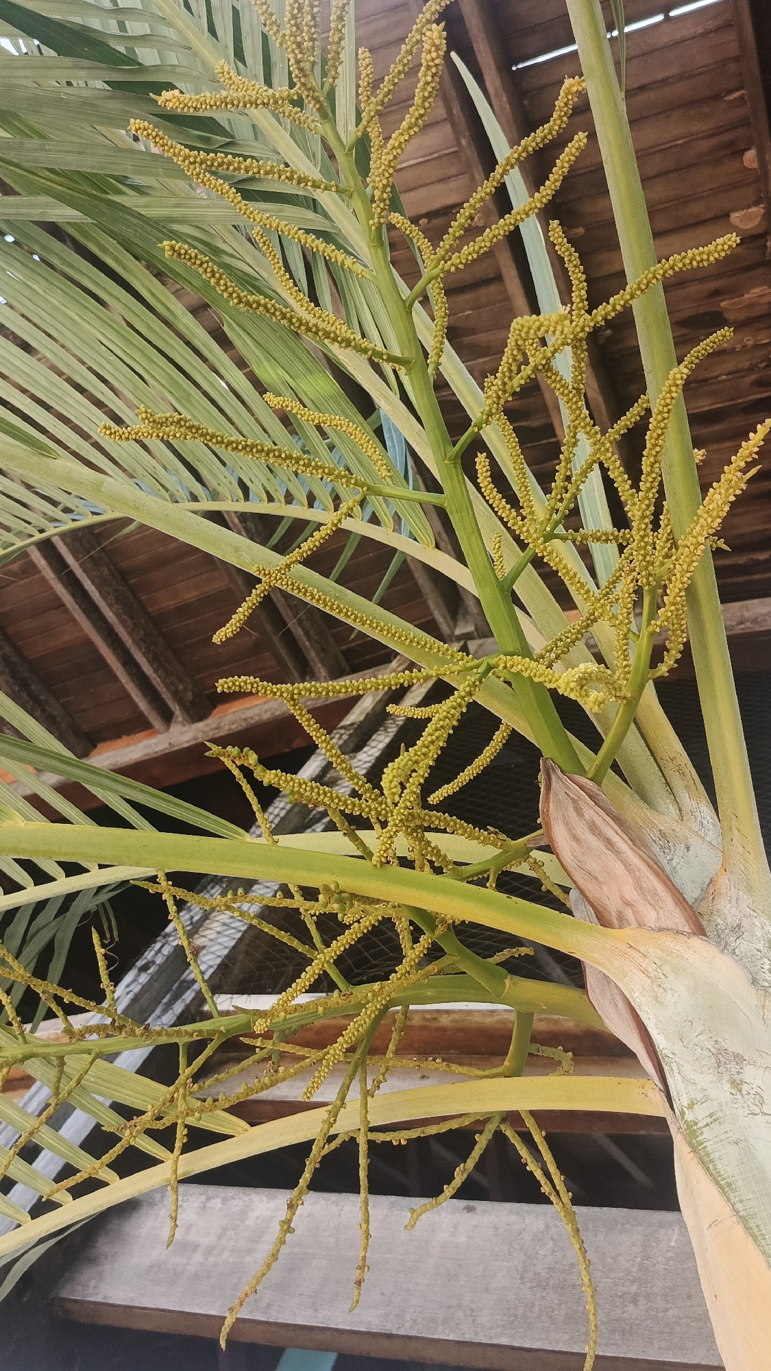 A low-angle shot taken during daylight hours depicts a section of a palm tree inflorescence against the backdrop of the wooden beams of a structure. The inflorescence, with its branching stems laden with small, round, yellow flower buds, dominates the foreground. The tree's green fronds spread out from the central stem, partially obscuring the wooden beams above. The structure is likely a roof or part of a building. The location is Playa El Agua, Venezuela.