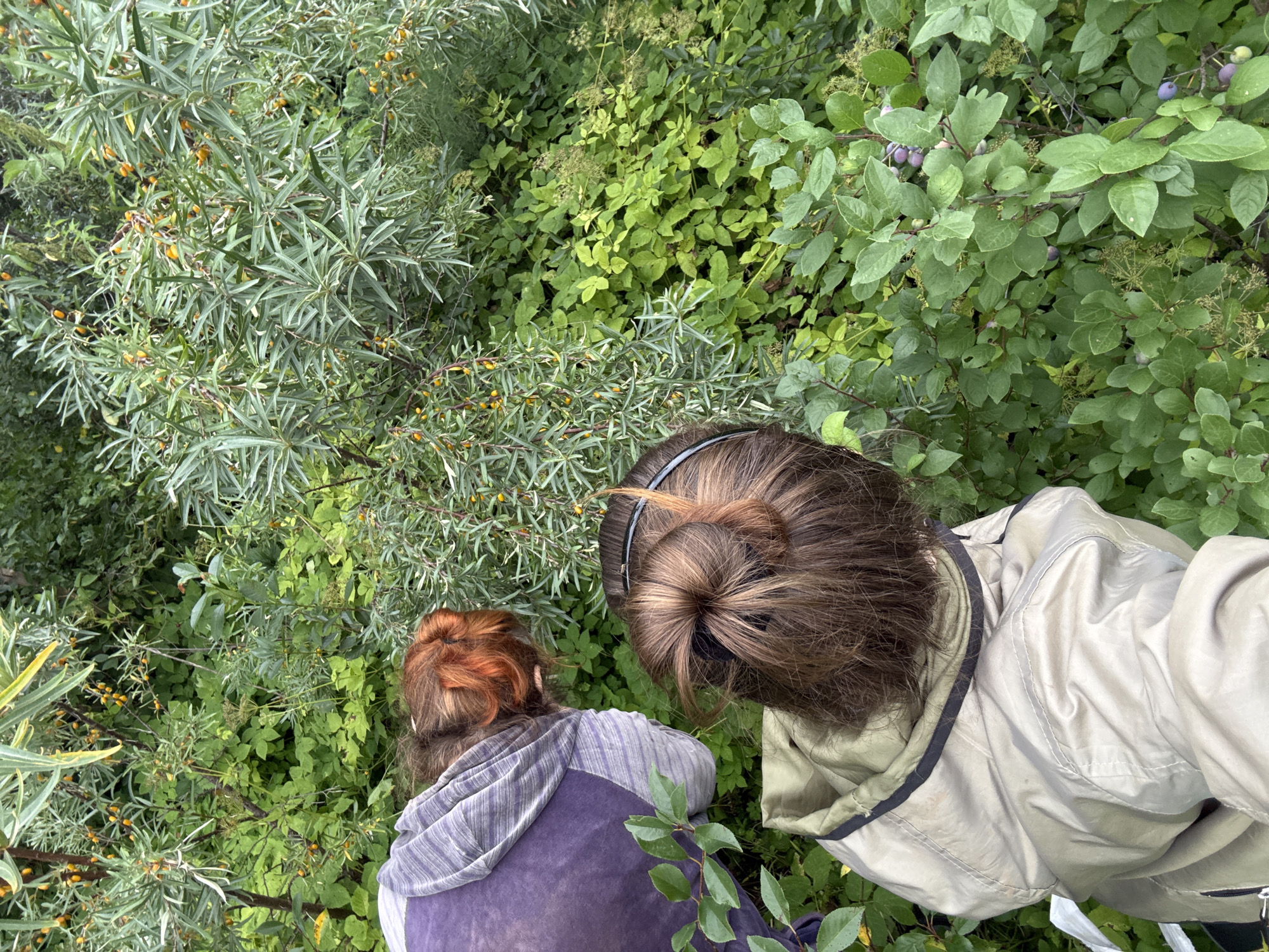 Two individuals, viewed from above, are positioned amongst dense green foliage and bushes bearing small, yellow-orange berries. One individual, on the left, wears a purple hooded sweatshirt and has reddish-brown hair pulled back. The other individual, in the foreground, wears a light-colored hooded jacket and has brown hair styled in a bun. Both appear to be foraging or inspecting the plants. The environment suggests an outdoor setting, possibly a garden or natural area.