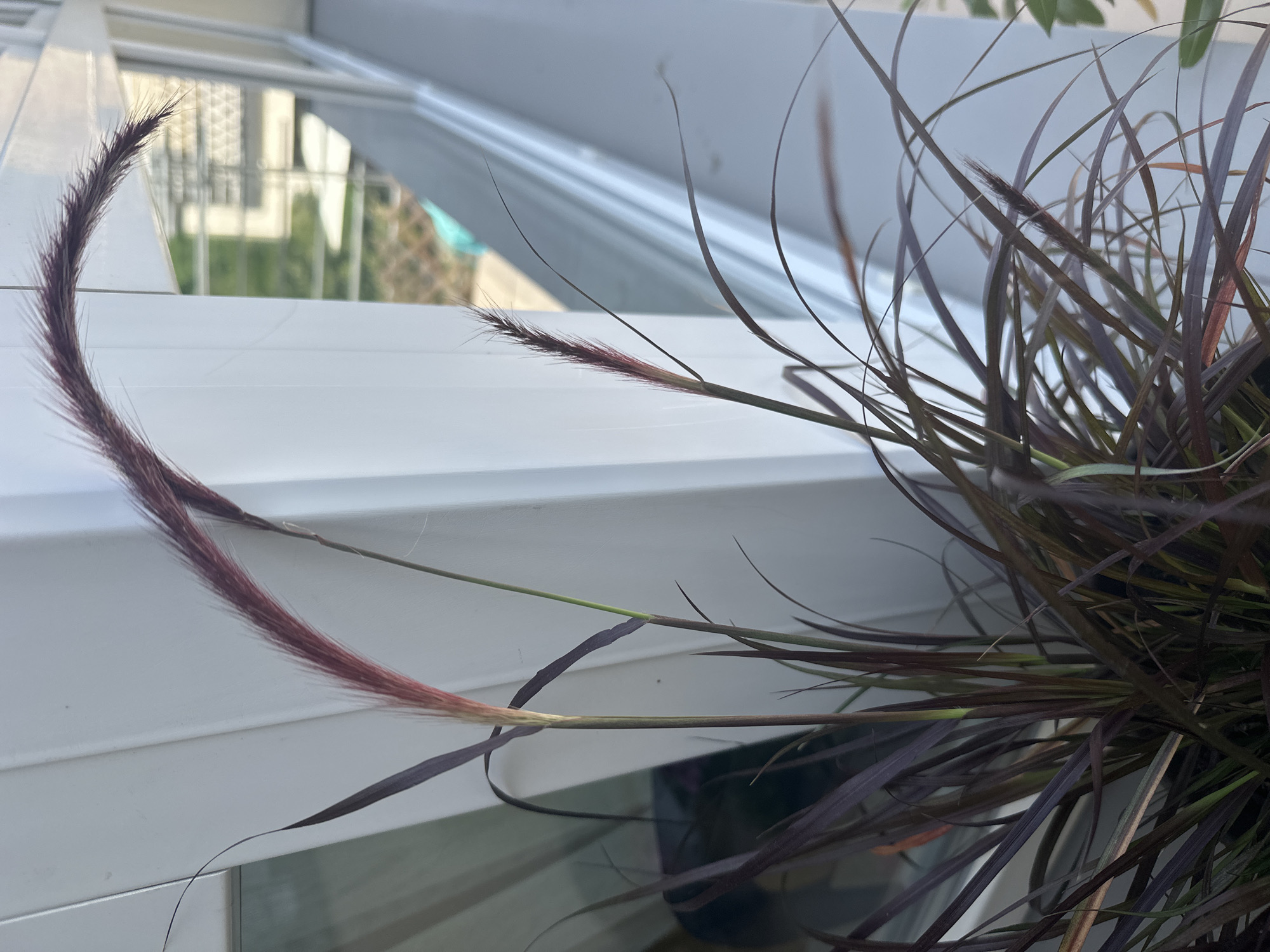 The image displays a close-up view of a potted ornamental grass plant, likely Pennisetum, with deep burgundy-colored foliage and feathery seed heads. The plant is positioned in front of a white vertical structure that appears to be part of a balcony or window frame. Beyond this structure, a blurred background reveals a street or residential area with buildings and greenery, suggesting an urban setting. The lighting indicates it is daytime, with the sun casting soft shadows. There is no indication of the specific location within Warsaw, Poland. The scene is static and focuses solely on the plant and its immediate surroundings.