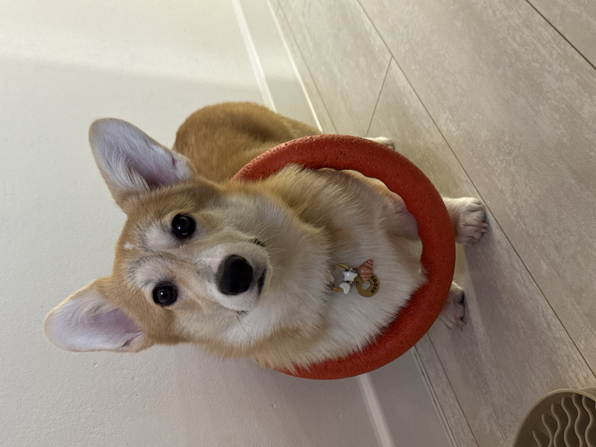 A corgi dog is seen in a high-angle shot, looking up at the camera. The dog has a predominantly tan and cream coat, with large, pointed ears and dark eyes. An orange, ring-shaped toy is around the dog's neck. The dog wears a collar with identification tags. The background consists of a white wall on the left and light-colored wood-patterned flooring on the right. Part of a rubber tray is visible in the lower right corner. The location is not discernible from the image.