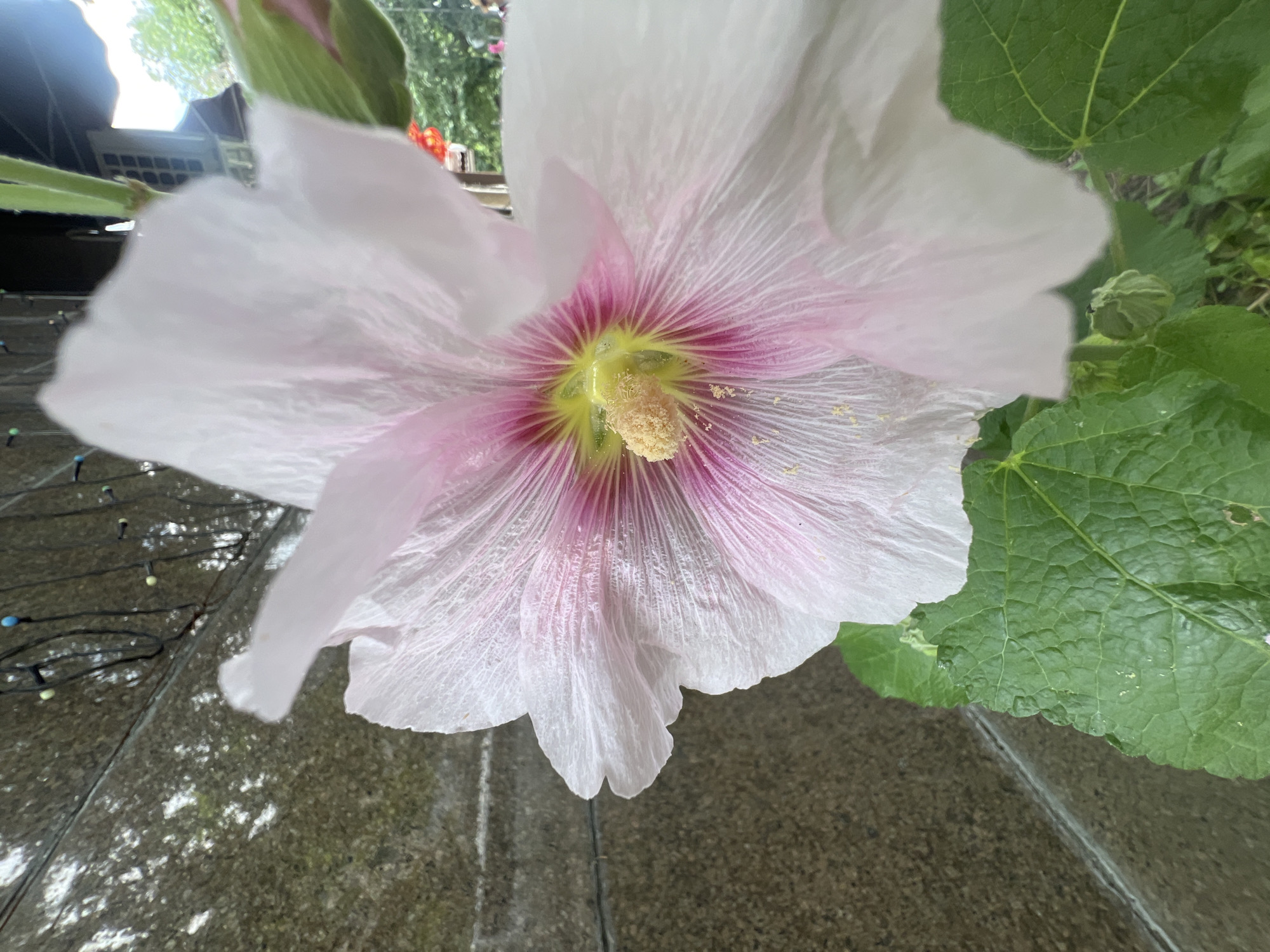 This is a close-up, vertical, outdoor photograph of a pale pink and white hollyhock flower with a vibrant pink center and yellow stamen. The flower is in full bloom, with delicate, crinkled petals. A large, green, textured leaf is visible in the lower left of the frame. In the background, a textured, mottled gray wall runs diagonally from the top left to the bottom left. Above the wall, a strand of multi-colored lights is strung horizontally. Further in the background, a building with a white-trimmed window and trees are visible. The scene appears to be a street or garden setting in Almaty, Kazakhstan.
