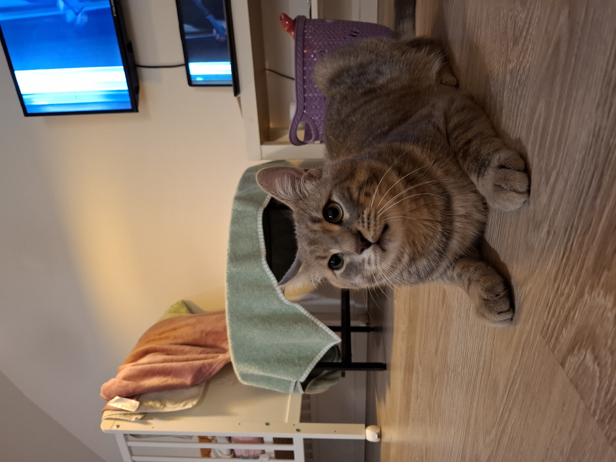 A tabby cat is lying on a wooden floor in a room, looking directly at the camera. The cat has grey and brown stripes and green eyes. In the background, there is a white crib with blankets draped over it, a small table covered with a green cloth, and a shelf with a purple basket containing a red toy. A television screen displaying a blue and white image is mounted on the wall above a laptop. The room appears to be dimly lit.