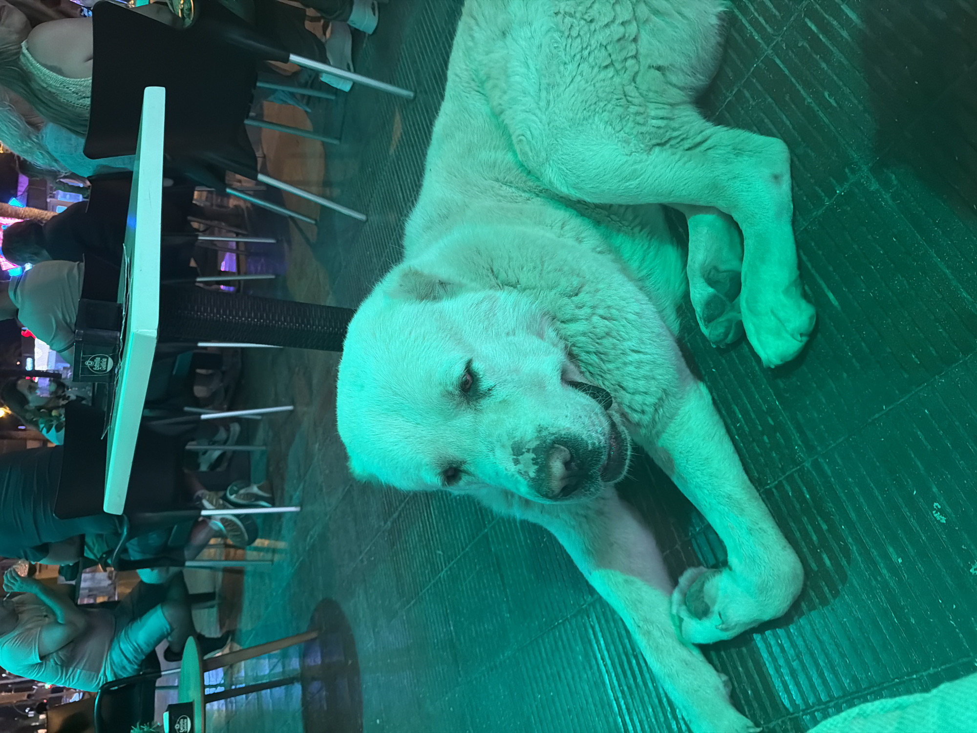 The image depicts an outdoor dining or bar area in Salou, Spain, observed under strong artificial green lighting, likely at night. In the foreground, a large, light-colored dog, appearing greenish due to the dominant light, rests calmly on a dark, tiled floor. The dog is lying down with its front paws crossed, looking forward with a relaxed expression and a slightly open mouth. Visible on its muzzle are darker markings.
In the mid-ground and background, several individuals are seated at various tables. To the left, a man in a light t-shirt and shorts is seated at a small, round wooden table, holding an object to his mouth, possibly drinking. Another person is partially visible across from him. Further right, a larger rectangular table with a light-colored top and a dark, textured base is occupied by multiple people, some with their backs to the camera. One individual with long, light-colored hair is partially visible. Dark-colored chairs with silver metal legs surround the tables. On one of the tables, a black item bearing the "Estrella Galicia" logo is visible. Distant lights suggest an urban setting beyond the immediate area. The entire scene is imbued with a distinct green hue from the artificial illumination.