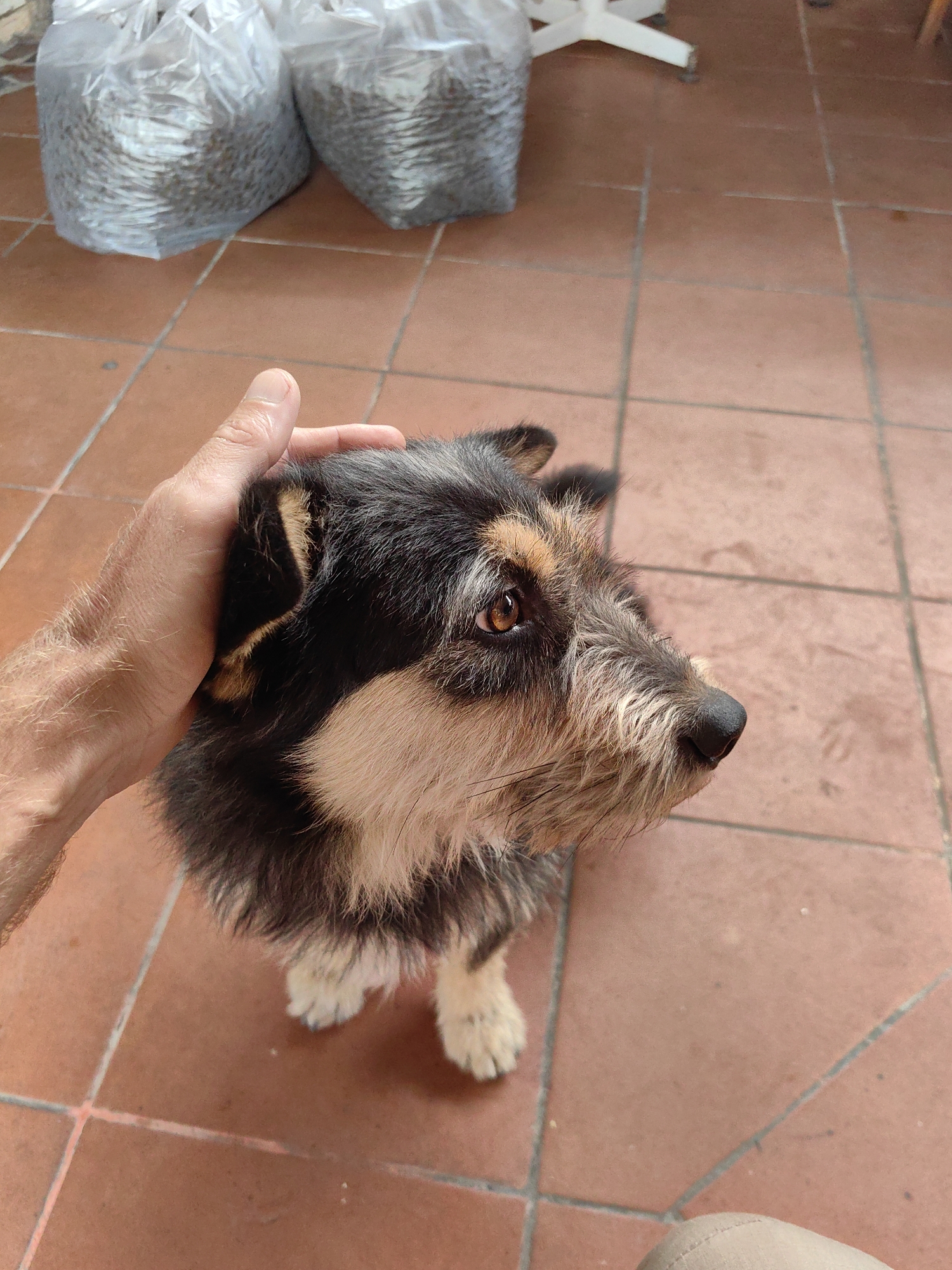 A dog with black and tan fur sits on a red tile floor. A fair-skinned hand rests on the dog's head. Two large, clear plastic bags filled with what appears to be dry pet food are in the background. A white object, possibly a chair or table leg, is also visible in the upper background. The location is indicated as the city of Lạng Sơn, Vietnam, but there are no elements within the image to confirm the location.