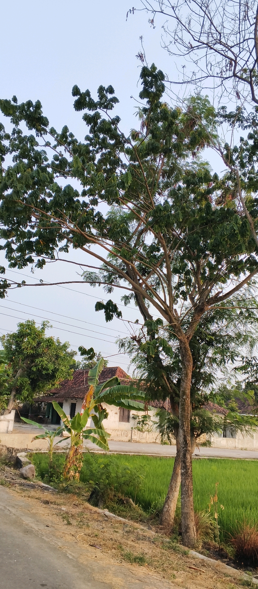 A medium shot captures a natural scene from a roadside perspective, looking towards a cluster of houses and a rice paddy under a clear sky. In the foreground, a paved road with a dirt shoulder runs diagonally across the frame from bottom left. A large tree with a thick, textured trunk and sprawling branches laden with green leaves dominates the center and right side of the image, its upper branches reaching towards the sky. To the left of the large tree, a residential area is visible. Several simple, single-story houses with tiled roofs are present. One house, painted white with brown wooden window frames, is partially obscured by lush vegetation. Banana plants with large, green leaves are growing in front of this house. Further to the left, a smaller tree with dense green foliage stands. Beyond the houses, a vibrant green rice paddy stretches across the mid-ground. The overall scene is bathed in soft, natural light, suggesting it was taken during the daytime, possibly in the late afternoon. The location is identified as Japanan, Indonesia.