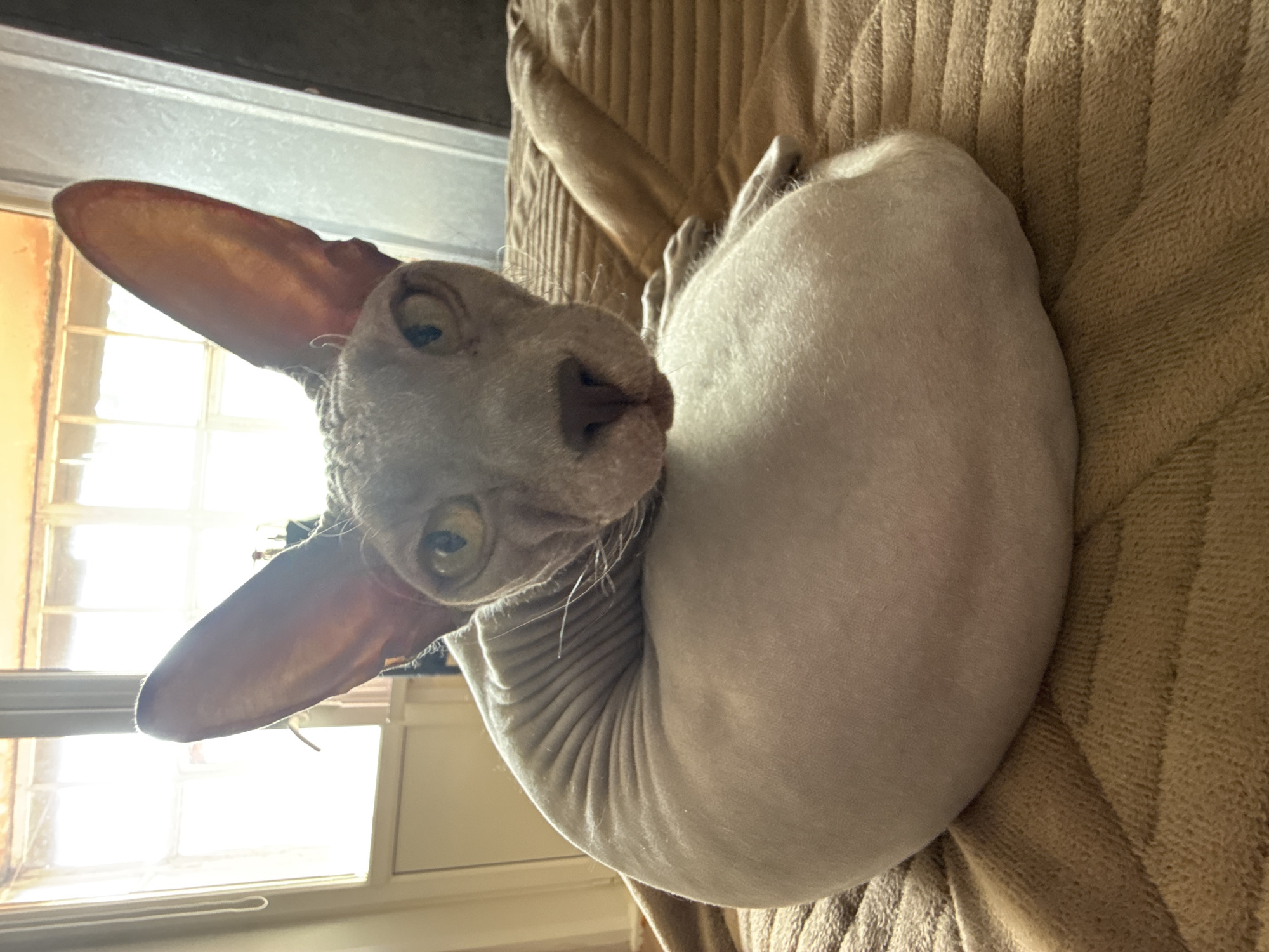 A hairless Sphynx cat is lying on a textured, tan-colored blanket or cushion. The cat is positioned near a window with sunlight streaming in, and is looking directly at the camera. The location is not discernable as being Votkinsk, Russia.