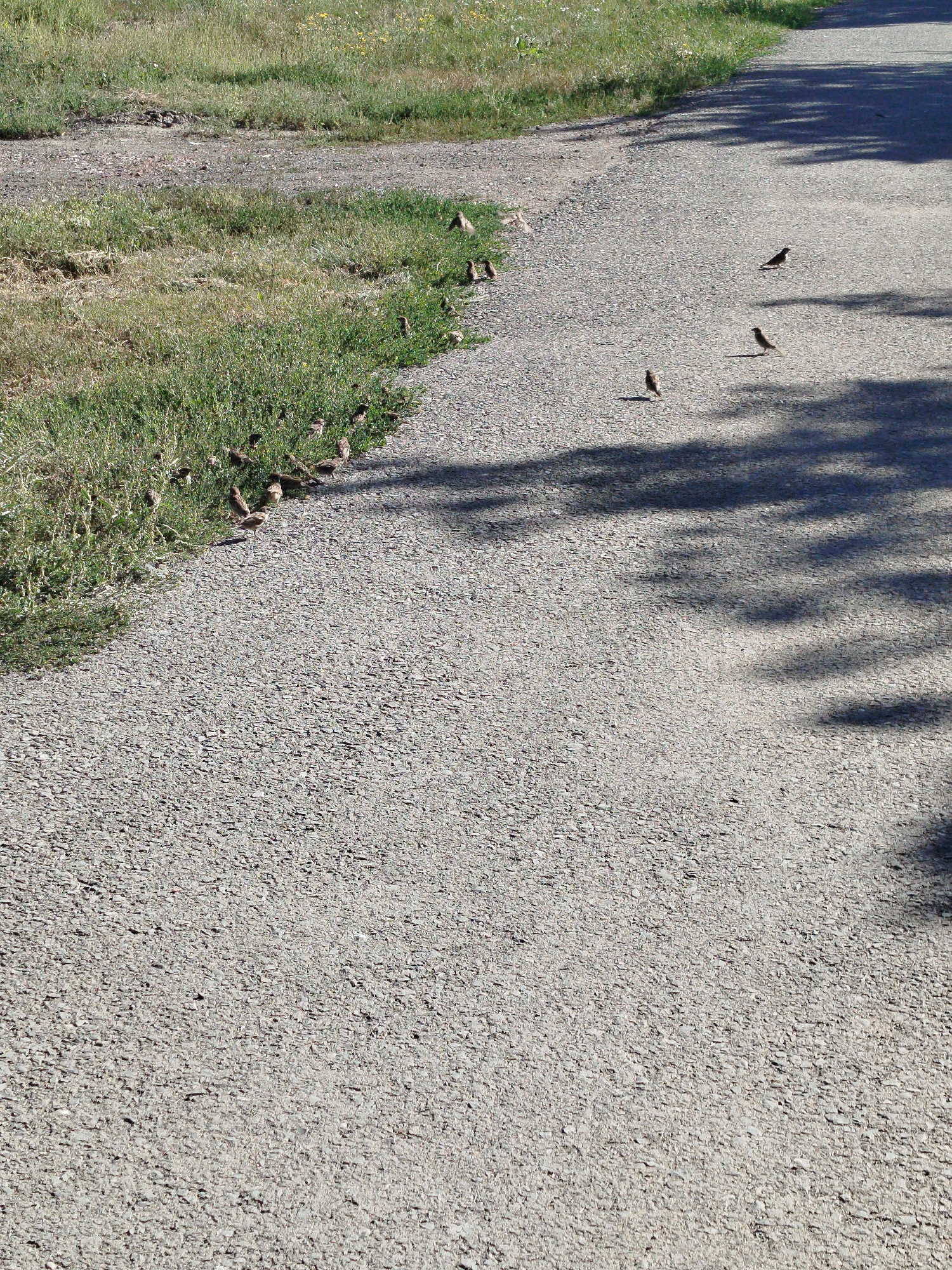 A flock of small birds gathers on the edge of an asphalt path and the adjacent grassy area. The path is on the right side of the frame, with dappled sunlight and tree shadows falling across it. The grassy area is to the left, with dry and green patches, and some small yellow wildflowers. The birds are scattered, with a denser concentration on the grass. Their activity is not discernible beyond their presence. The overall setting appears to be an outdoor environment, potentially a park or roadside in Qarağandı city administration, Kazakhstan.