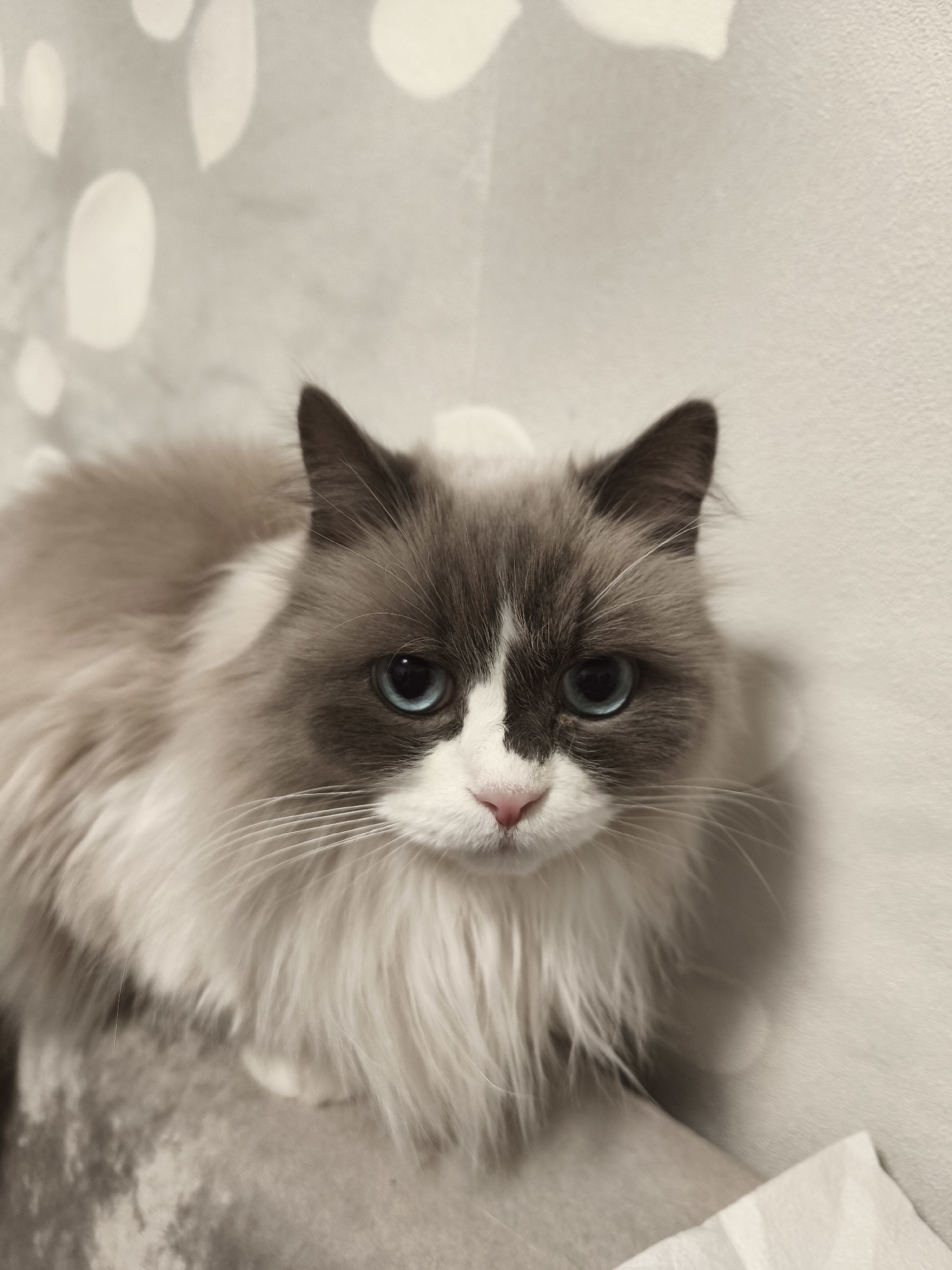 The media file displays a close-up, eye-level portrait of a long-haired, bicolor cat with piercing blue eyes, likely a Ragdoll breed. The cat is centrally framed, looking directly at the viewer with a neutral, calm, and slightly curious expression. Its fur is predominantly light brown or grey on its head and ears, forming a distinct mask around its eyes, which are a vivid sky blue. Its muzzle, chin, and chest are covered in soft, fluffy white fur, and it has a small, delicate pink nose. The texture of its long, silky fur is prominent, especially around its neck and chest, giving it a regal appearance.
The cat is positioned against a light-colored background, which appears to be an indoor wall or a patterned soft furnishing. This background features a subtle, repeating pattern of lighter, irregularly shaped ovals or circles on a beige or light grey base. The cat is seated on a soft, light-toned surface, possibly a cushion or part of a bed or sofa. A crumpled piece of light-colored fabric, resembling a blanket or tissue, is partially visible in the bottom right corner.
The lighting is soft and even, suggesting an indoor setting with diffused light. There are no harsh shadows, and the overall scene conveys a peaceful atmosphere. No specific time of day or location cues beyond an indoor home environment are discernible. There is no visible text within the image.
