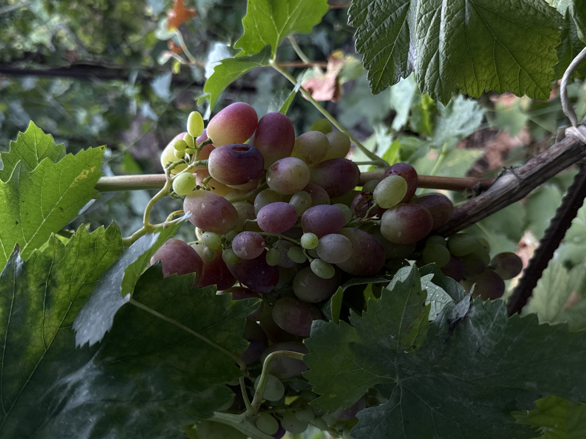 A close-up, vertical shot captures a bunch of ripe grapes hanging from a vine. The grapes are a mix of green and reddish-purple hues, some appearing plump and others slightly elongated. Large, green grape leaves, some with a dusty or slightly weathered appearance, frame the bunch on the left and right sides of the image. The background is a soft blur of green foliage and muted earth tones, suggesting an outdoor, natural setting. A wooden stake supports the vine. The scene is devoid of people or any visible activity. The image appears to be taken in Vostok, Kyrgyzstan, amidst the natural vegetation of the region.
