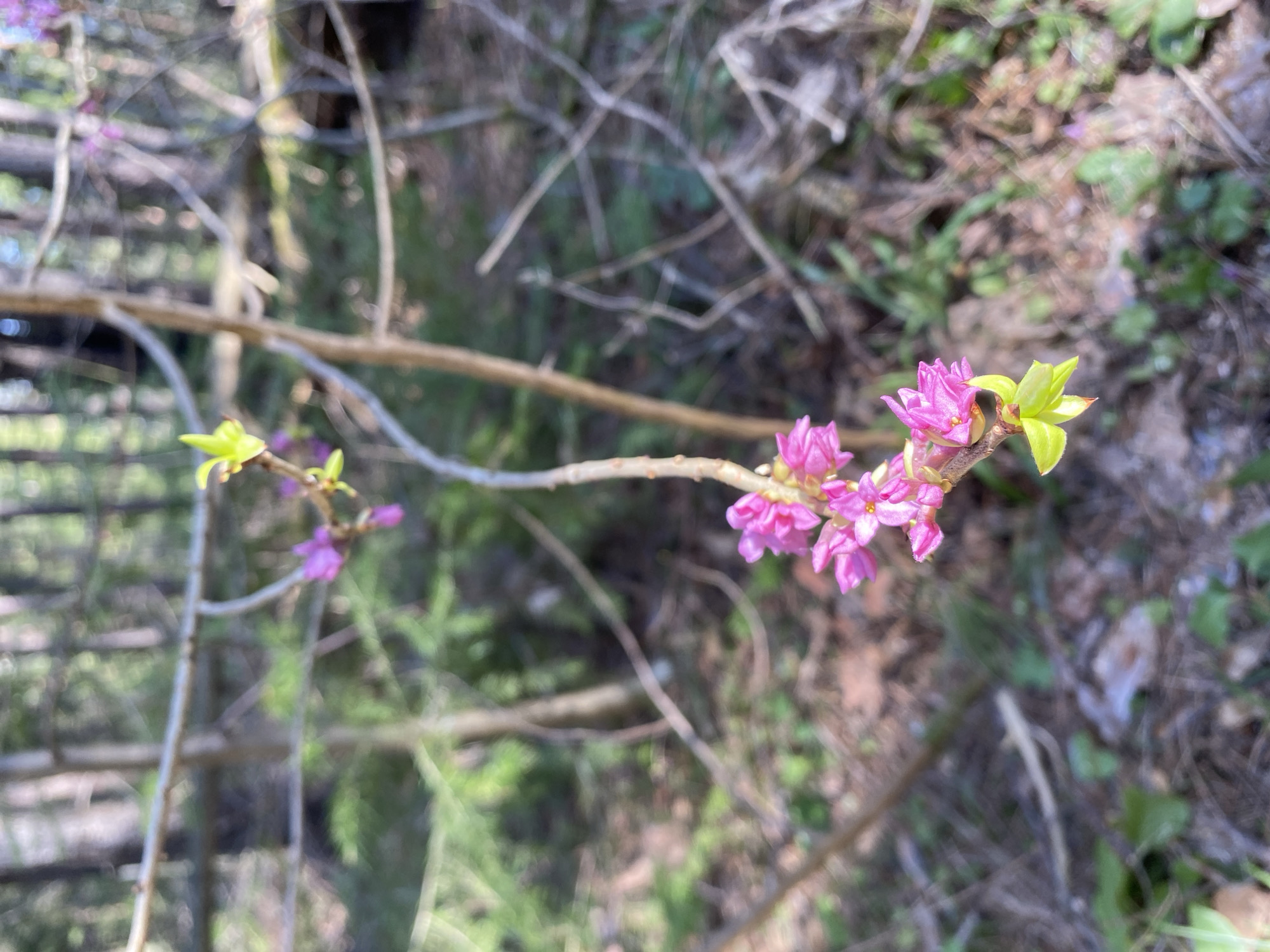 The image presents a close-up view of a slender plant branch bearing vibrant pink-purple flowers and fresh, light green leaves. The branch extends diagonally across the frame, with the main cluster of blossoms positioned towards the upper right. The small, tubular flowers are arranged in dense clusters along the stem, featuring four or five distinct petals. Bright, newly unfurling chartreuse leaves are visible, particularly at the ends of the flowering sections.
The background is softly blurred, creating a shallow depth of field that emphasizes the blossoming branch. This blurred environment suggests a natural outdoor setting, likely a forest or woodland, with intertwined branches, some dry ground cover, and hints of green foliage. The bright, natural lighting indicates a sunny day. No human subjects or specific activities are depicted. The scene captures the essence of spring or early summer, showcasing the plant in bloom and new growth. There is no visible text in the image. The location is consistent with a natural landscape found in the Прикамский region of Russia.
