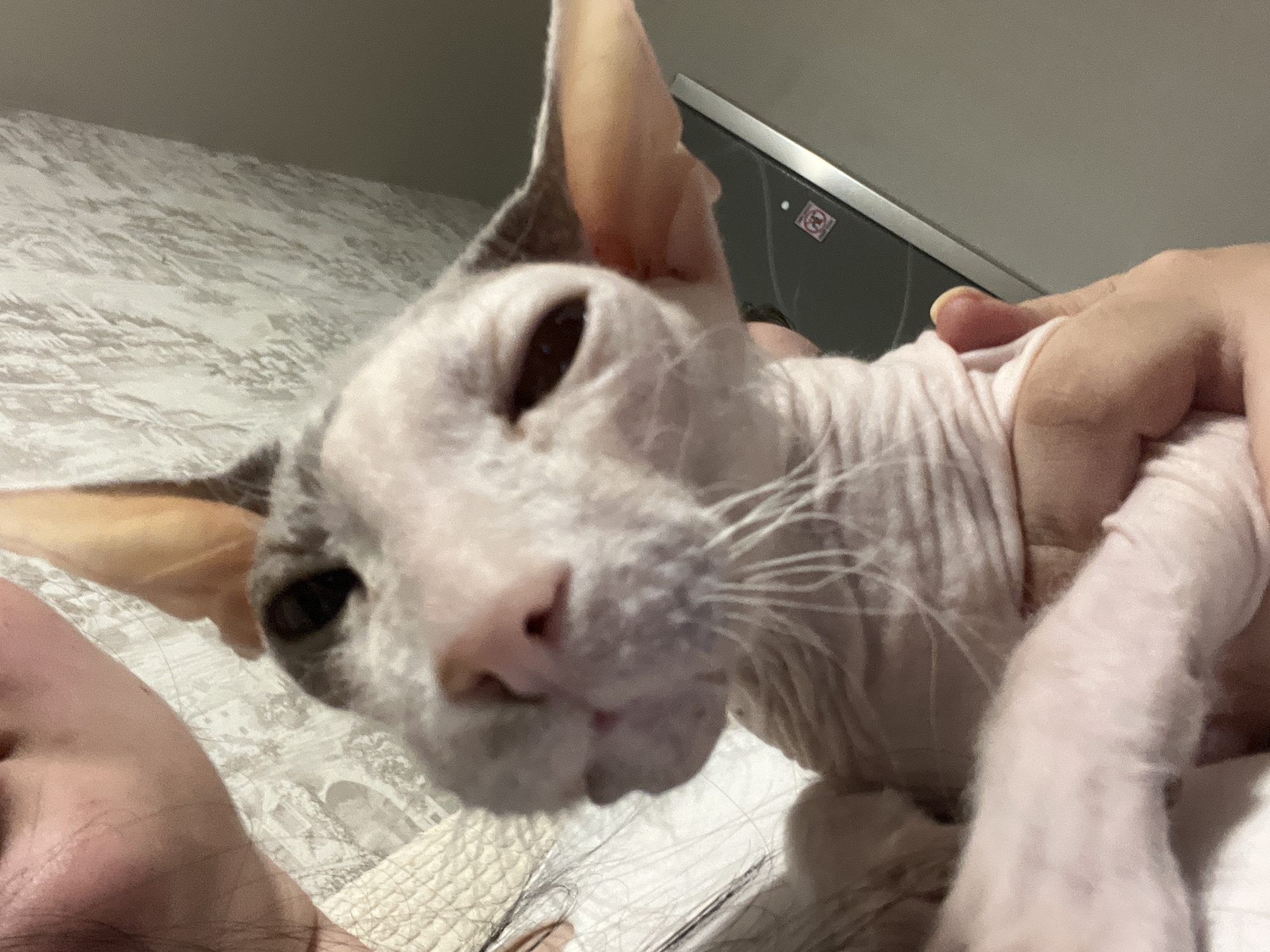 A close-up, low-angle indoor shot features a Sphynx cat, predominantly white with light grey markings on its head and ears, looking directly towards the camera. Its large, pointed ears, pinkish skin, and dark eyes are prominent. The cat's head fills a significant portion of the frame, with its nose and mouth slightly out of focus at the bottom center. A person's hand and arm, gently holding the cat, are visible on the right side of the image, while part of a person's chin is seen on the lower left. The background consists of a crumpled, light-colored, patterned fabric, likely bedding, which is blurred. To the right of the cat's head, a dark, flat-screen monitor or television is partially visible. On the monitor's frame, a small white sticker with a red square containing an indistinct white symbol is discernible. The scene suggests a calm, domestic setting, possibly a bedroom or living room in Chaikovsky, Russia. The time of day is not clearly indicated, but the lighting suggests an indoor environment.