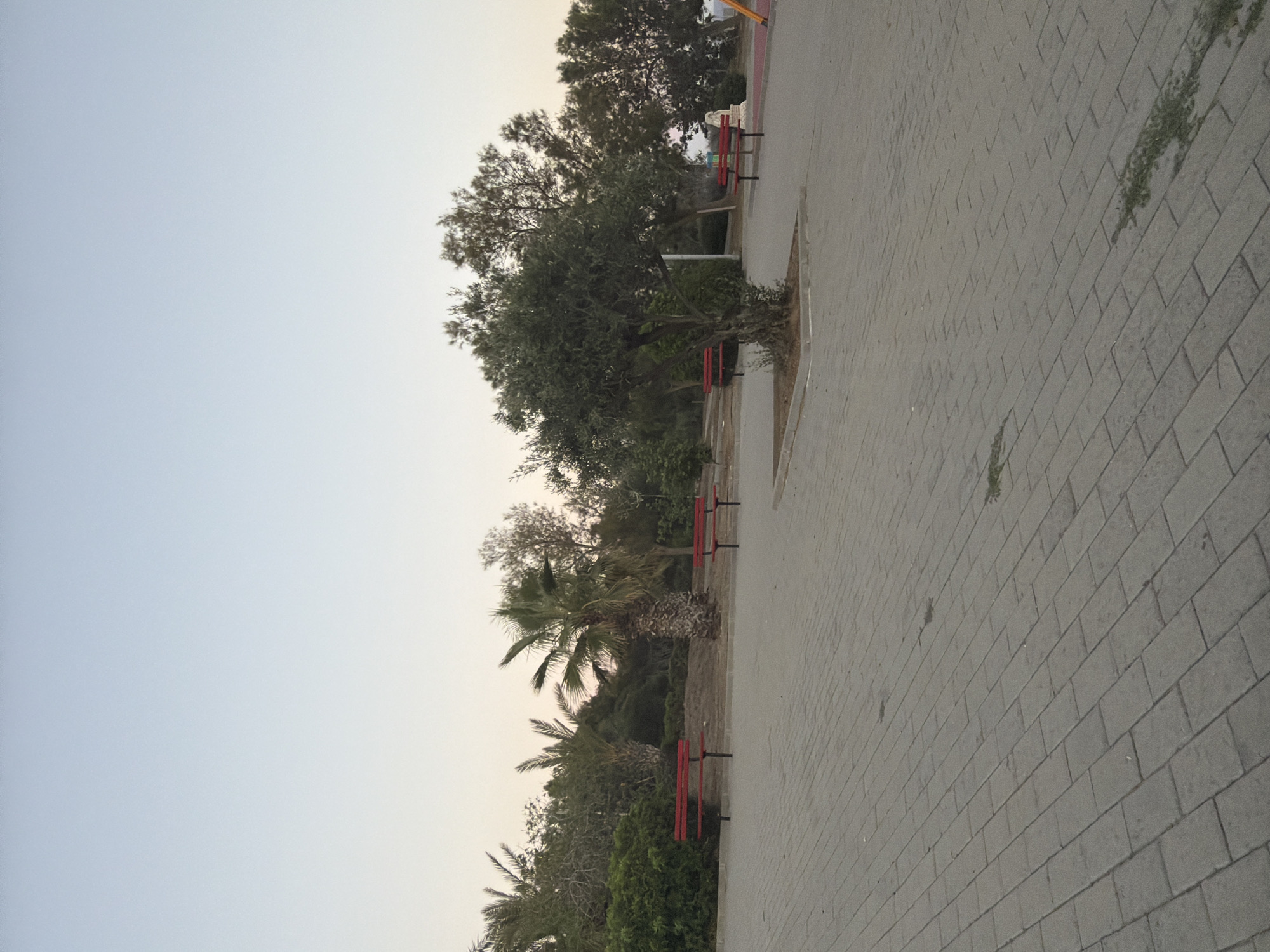 The image depicts an outdoor scene with a paved walkway in the foreground. The walkway is made of interlocking gray rectangular pavers. To the left and center of the image, several red benches are visible, some placed in front of lush green bushes and palm trees. In the middle ground, there is an olive tree with a thick, gnarled trunk, also with red benches in front of it. Behind the trees, a gentle slope of dry earth and vegetation is visible. The sky above is a pale blue, gradually fading to a lighter hue near the horizon, suggesting it is either early morning or late evening. In the far right background, a portion of a playground structure can be seen. The overall scene is tranquil and appears to be a park or public recreational area, potentially located in Pervolia, Cyprus, given the presence of Mediterranean vegetation. There are no people or animals visible in the frame.