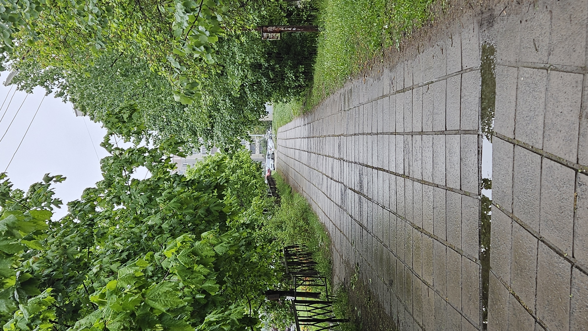 A long, wet sidewalk extends into the distance, lined with green trees and grass. The sidewalk is made of rectangular gray stones, and a puddle reflects the sky. A black fence runs along the side of the sidewalk, and parked cars are visible in the distance. A tall building is visible among the trees. The location is in the city of Unknown, Unknown.