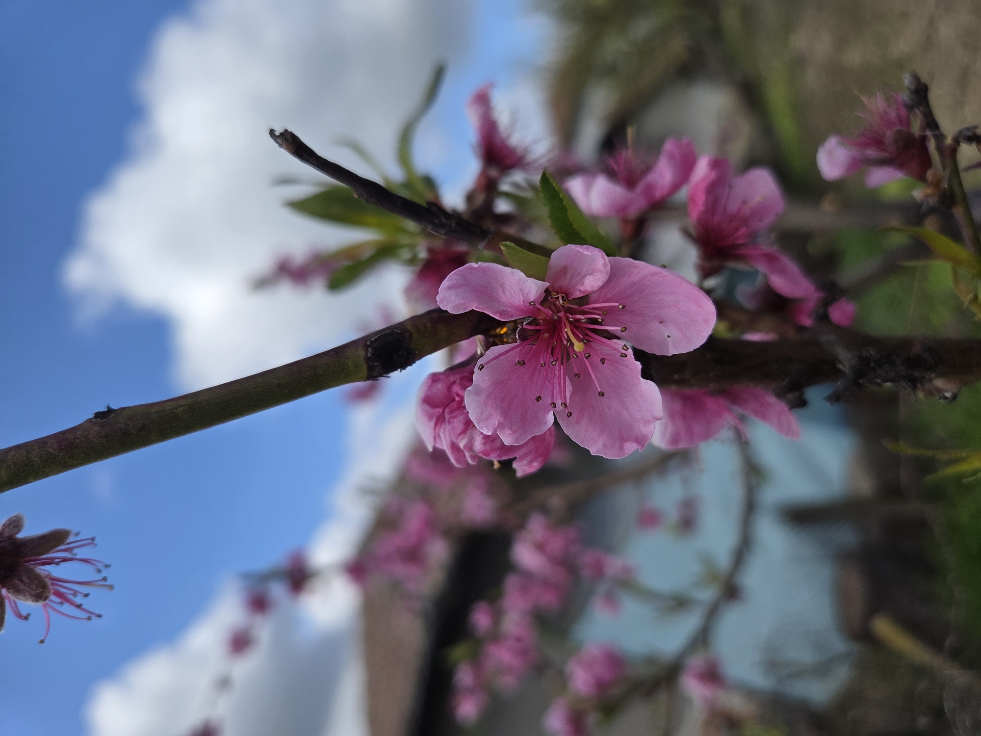 The image shows a close-up of pink peach blossoms on a branch, with a blurred background of blue sky, white clouds, and other blossoms. The focus is on a single, fully open flower in the center, highlighting its petals and stamen. The branch extends diagonally across the frame. Based on available information, the image could have been captured in Cherkovitsa, Bulgaria, without any explicit indications of the location in the image.