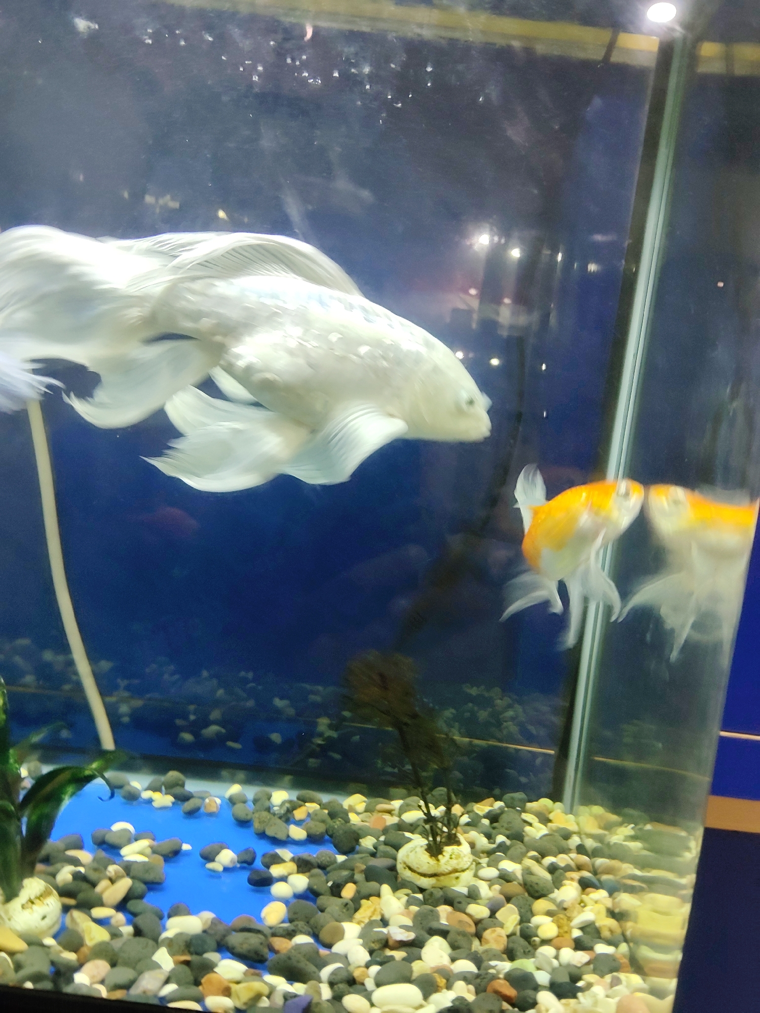 The image shows an aquarium with several fish. In the foreground, there are small, colorful pebbles covering the bottom of the aquarium. A small plant is also visible. In the middle ground, two goldfish, one orange and one with white and orange coloration, are swimming. Behind them, a large, white, fantail fish with flowing fins is prominent. The background is dark blue, suggesting the water in the aquarium. The lighting creates reflections on the glass, and some debris is visible floating in the water. The image is taken from a slightly elevated perspective, looking down into the aquarium. There is no indication of the location being in Mekarmukti, Indonesia.