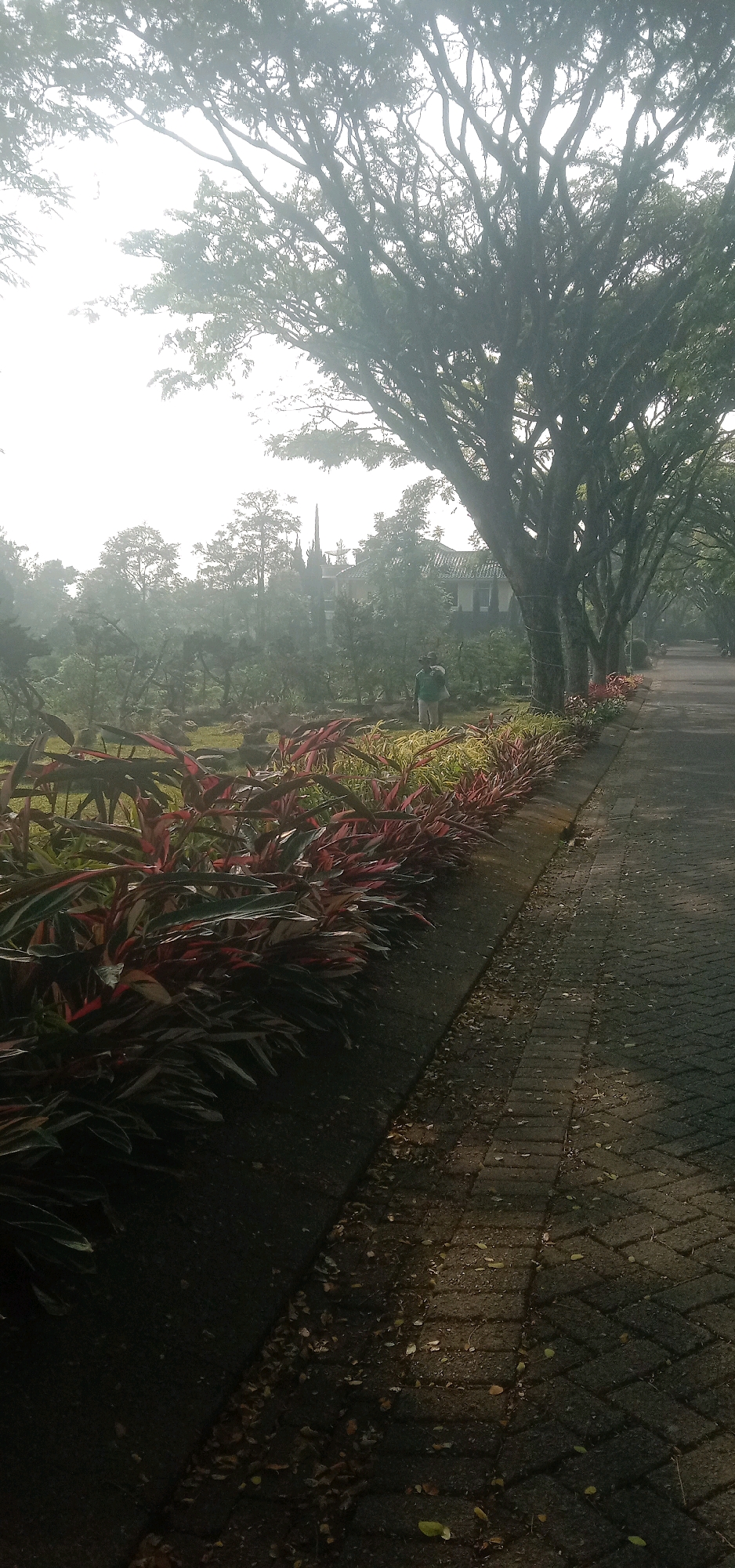 The image depicts a paved pathway lined with a garden bed of red and green plants. Tall trees with intricate branches arch over the pathway and extend into the background, where a hazy, overcast sky is visible. In the distance, a person in a green shirt and light-colored pants is standing in the garden, seemingly engaged in an activity. Behind them, there is a building with a white roof and a spire-like structure. The pathway is made of interlocking bricks and is partially covered with fallen leaves. The overall scene suggests a tranquil outdoor setting, possibly a park or garden within Palasari, Indonesia, characterized by lush vegetation and mature trees.