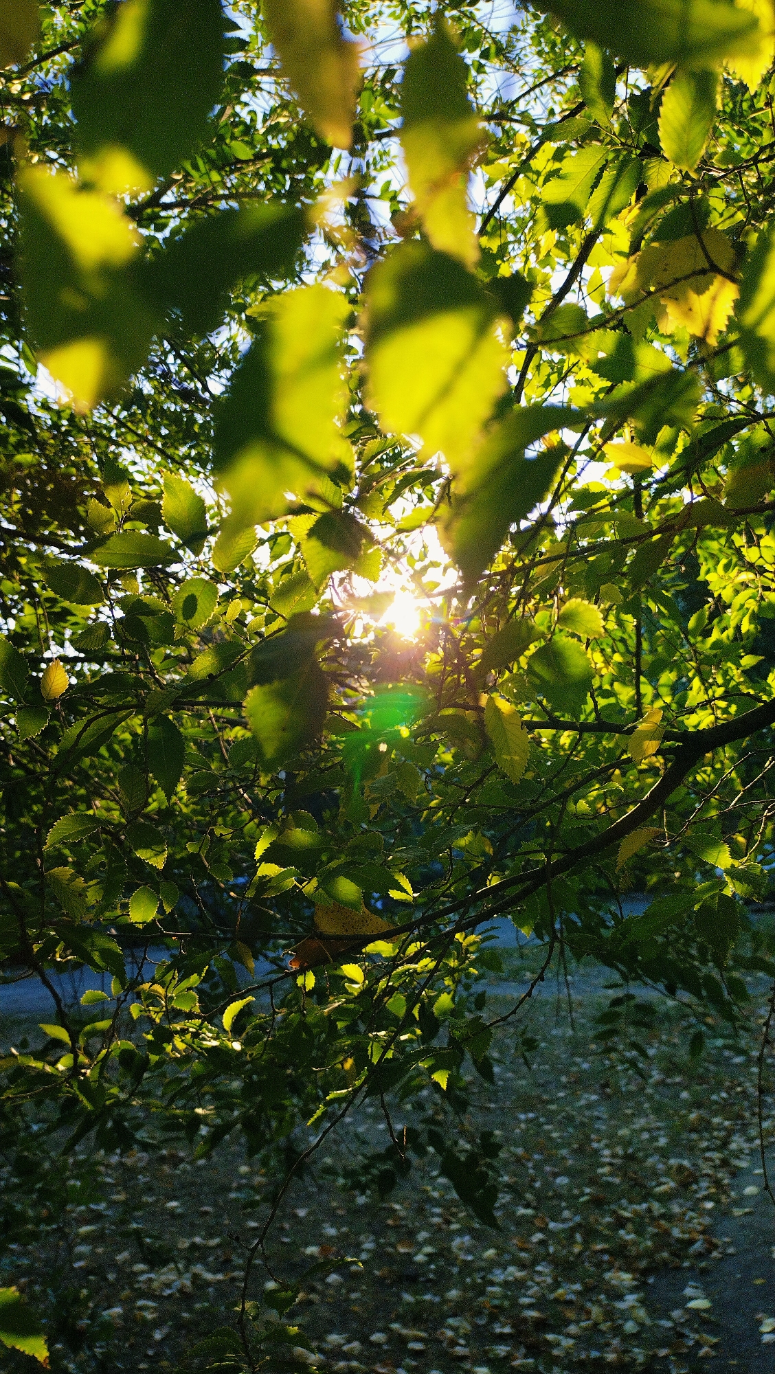 The image is a close-up, vertical shot of tree branches and leaves with the sun shining through them. The leaves are predominantly green, with some appearing yellow and backlit by the sun, creating a bright, almost ethereal glow. Sunbeams are visible, as is a lens flare. The background is out of focus, showing a dappled ground covered in fallen leaves, likely during autumn. The setting appears to be an outdoor area, possibly a park or a residential street in Horishni Plavni, Ukraine, given the context. There are no people or animals visible in the frame.