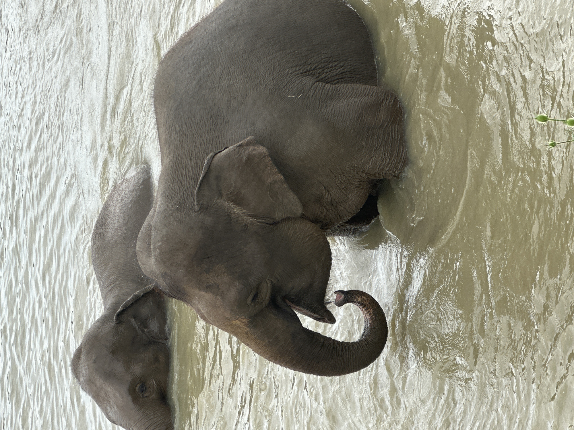 Two elephants are partially submerged in muddy water. The elephant in the foreground is facing left, with its trunk curled. Its left ear is visible, and its skin is wet and wrinkled. The second elephant is further back and to the left, with its head and back visible above the water. The environment is a body of water with ripples and some plant life at the bottom of the frame. This image does not depict any recognizable landmarks or features that would place it specifically in Nizhnyaya Shilovka, Russia.