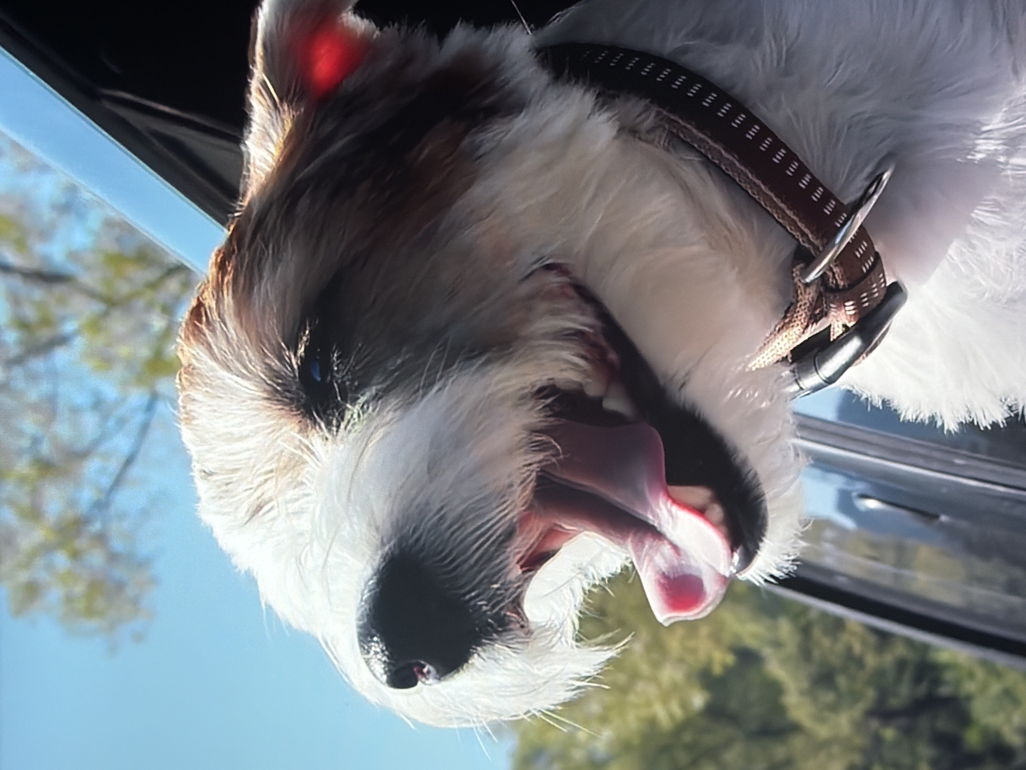 A close-up, low-angle medium shot shows a white and brown terrier dog with its head out of a car window. The dog's mouth is open in a pant, its pink tongue lolling out. Its fur is slightly windswept. The dog wears a brown collar with a metal D-ring. The background is out of focus, showing a bright blue sky and green trees. The car's black window frame is visible on the right side of the image.