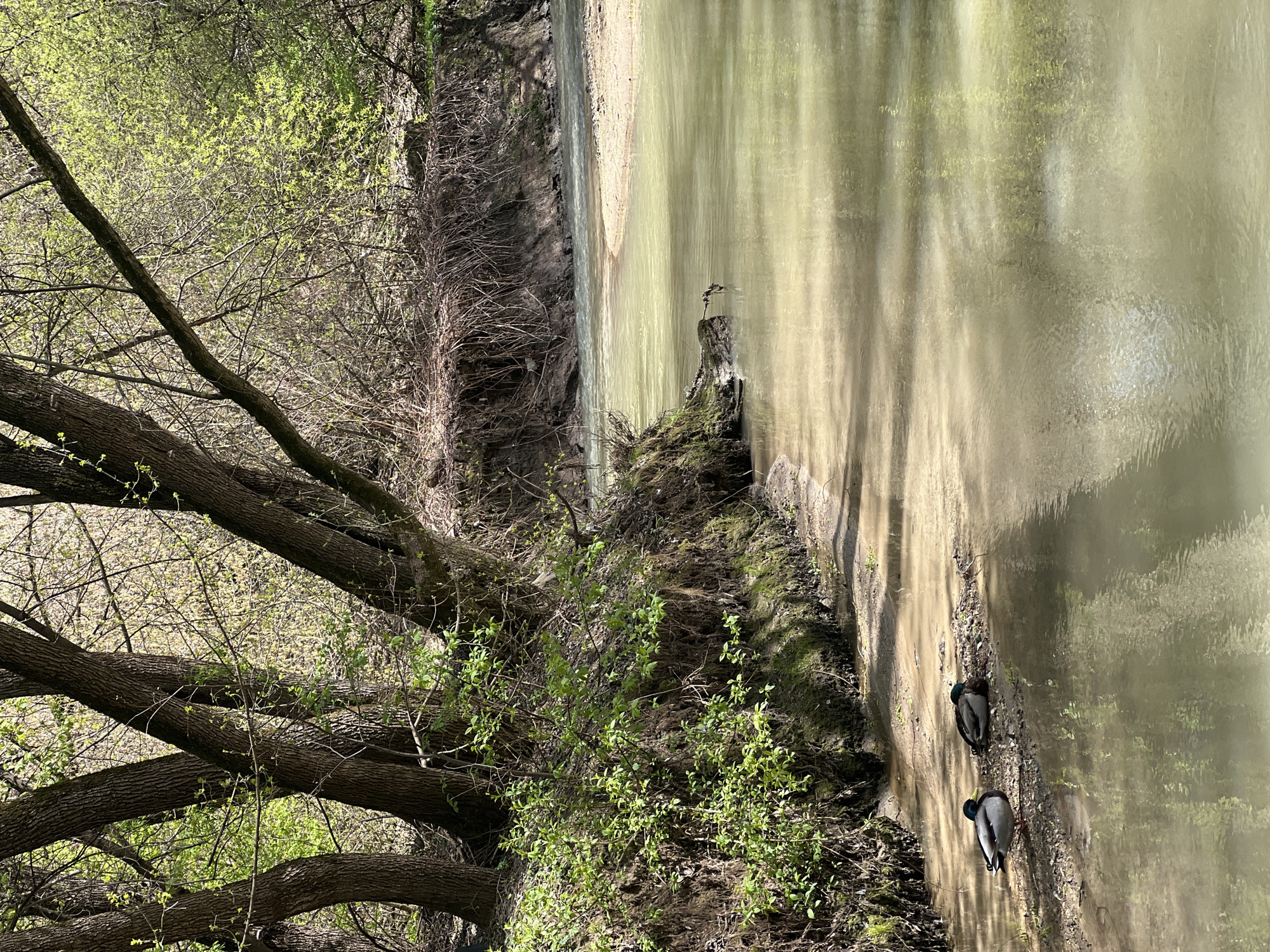 This image, when viewed in its correct landscape orientation, depicts a peaceful natural scene along a river or stream, located in Khimki, Russia. The time of day appears to be bright and sunny, likely late morning or early afternoon, with strong shadows and reflections indicating clear weather.
The right side of the frame is occupied by a calm body of water, which is a murky greenish-brown color and reflects the sunlight and surrounding trees in shimmering vertical streaks. Along the near bank, on the right side of the water, two ducks are visible, resting or foraging on a sandy and pebble-strewn strip of land. They appear to be male mallards, identified by their dark heads and grayish bodies. Further upstream on the opposite bank, a slender, light-colored bird, possibly a small heron or egret, stands on a small log or mound at the water's edge.
The banks of the river are densely covered with vegetation. On the far left, several large, dark tree trunks with textured bark extend diagonally across the frame. These trees, along with the smaller shrubs and branches lining the riverbanks, are in the early stages of spring, displaying a mix of bare branches and numerous clusters of vibrant, fresh green leaves. The overall setting is a lush, verdant environment, suggesting a park or natural preserve.
No visible text is present in the image.