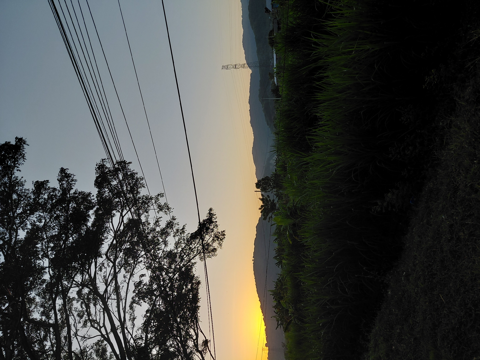 A low-angle, wide shot captures a serene sunset scene in Dawan, Indonesia. A large, silhouetted tree with sprawling branches dominates the left side of the frame, its leaves and limbs creating a dramatic dark canopy against the pale gradient sky. Parallel power lines stretch across the upper portion of the image, adding a man-made element to the natural landscape.
Below the tree line, a band of lush, green vegetation, appearing to be tall grass or reeds, fills the mid-ground. The texture of the grass is detailed, with individual stalks visible in the lighter areas. Beyond the greenery, a line of hills stretches across the horizon, their slopes gently rising and falling under the soft light. The peaks are outlined by the fading sunlight, with a subtle glow emanating from behind the furthest hill, suggesting the setting sun.
In the distance, a tall, skeletal power transmission tower stands prominently on the right side of the frame, further emphasizing the blend of nature and infrastructure. Small, indistinct structures, possibly houses or buildings, are visible nestled amongst the hills and trees. The overall atmosphere is peaceful and tranquil, with the colors transitioning from the bright yellow and orange of the sunset at the horizon to the soft blues and grays of the upper sky. The foreground is mostly in shadow, with a darker, more textured ground surface leading into the dense vegetation.