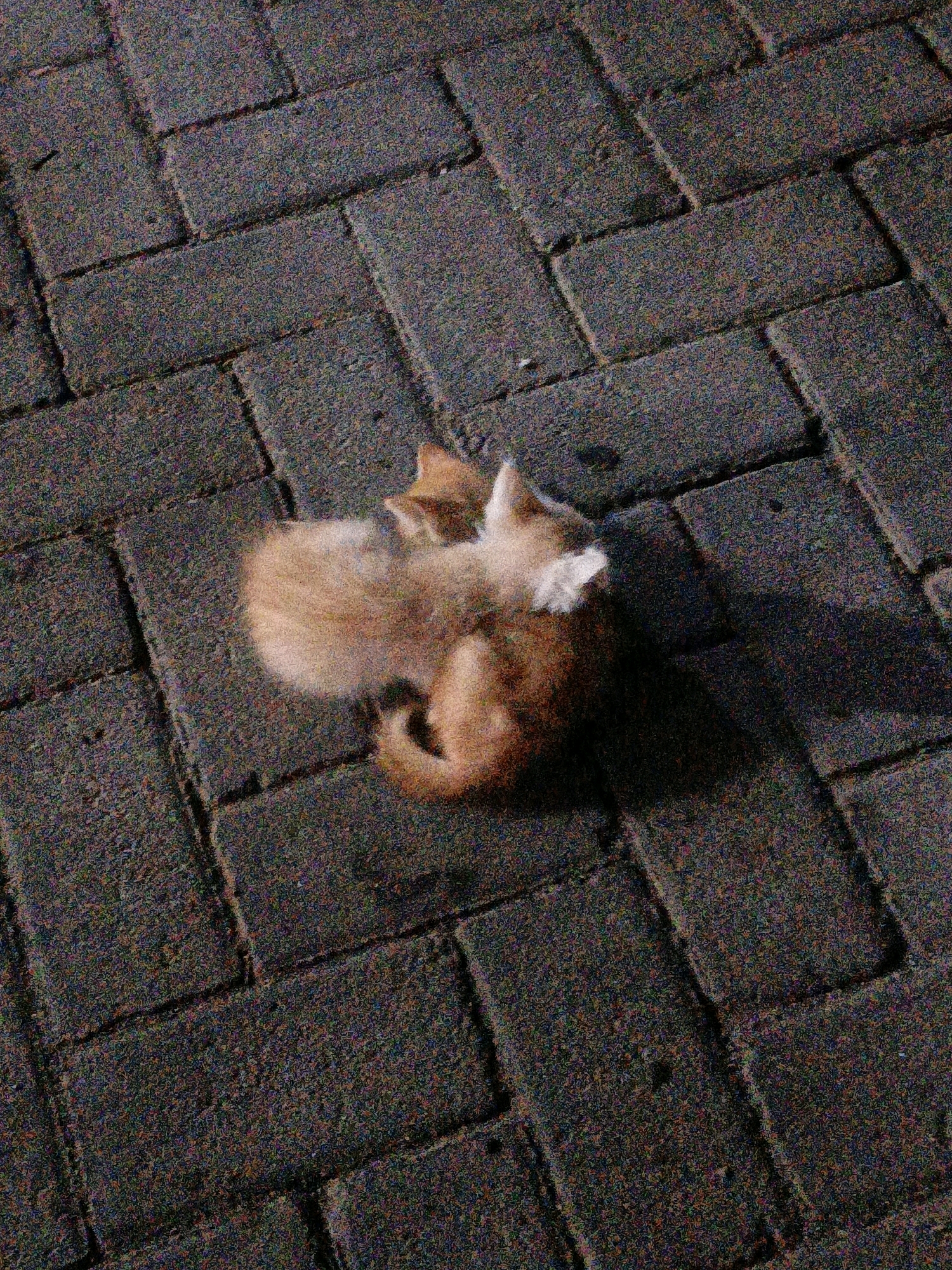 Two light brown kittens are huddled together on a gray brick pathway. The kitten in front is curled up with its head tucked in, while the kitten behind it is slightly more upright, with its head facing left and appearing to be licking the other kitten. The brick pathway has a herringbone pattern and appears to be outdoors. The lighting suggests it is dusk or nighttime. No specific location in the city of Cikal, Indonesia can be identified from the image.