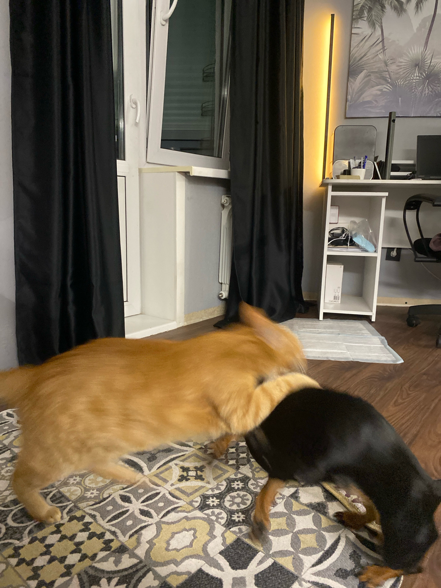 An interior scene depicts two pets, a ginger cat and a black dog, interacting on a patterned rug in what appears to be a living room or common area. The cat, in motion and slightly blurred, is positioned over the dog. The dog is partially obscured but appears to be facing away from the viewer, with its head down. The environment includes a window with black curtains on the left, a radiator beneath the window, and a white shelving unit on the right with various items. A wall-mounted light fixture with a warm glow is visible to the right of the curtains. The flooring is wood-effect laminate. There is no specific information in the image that indicates the location is Zarechny, Russia.