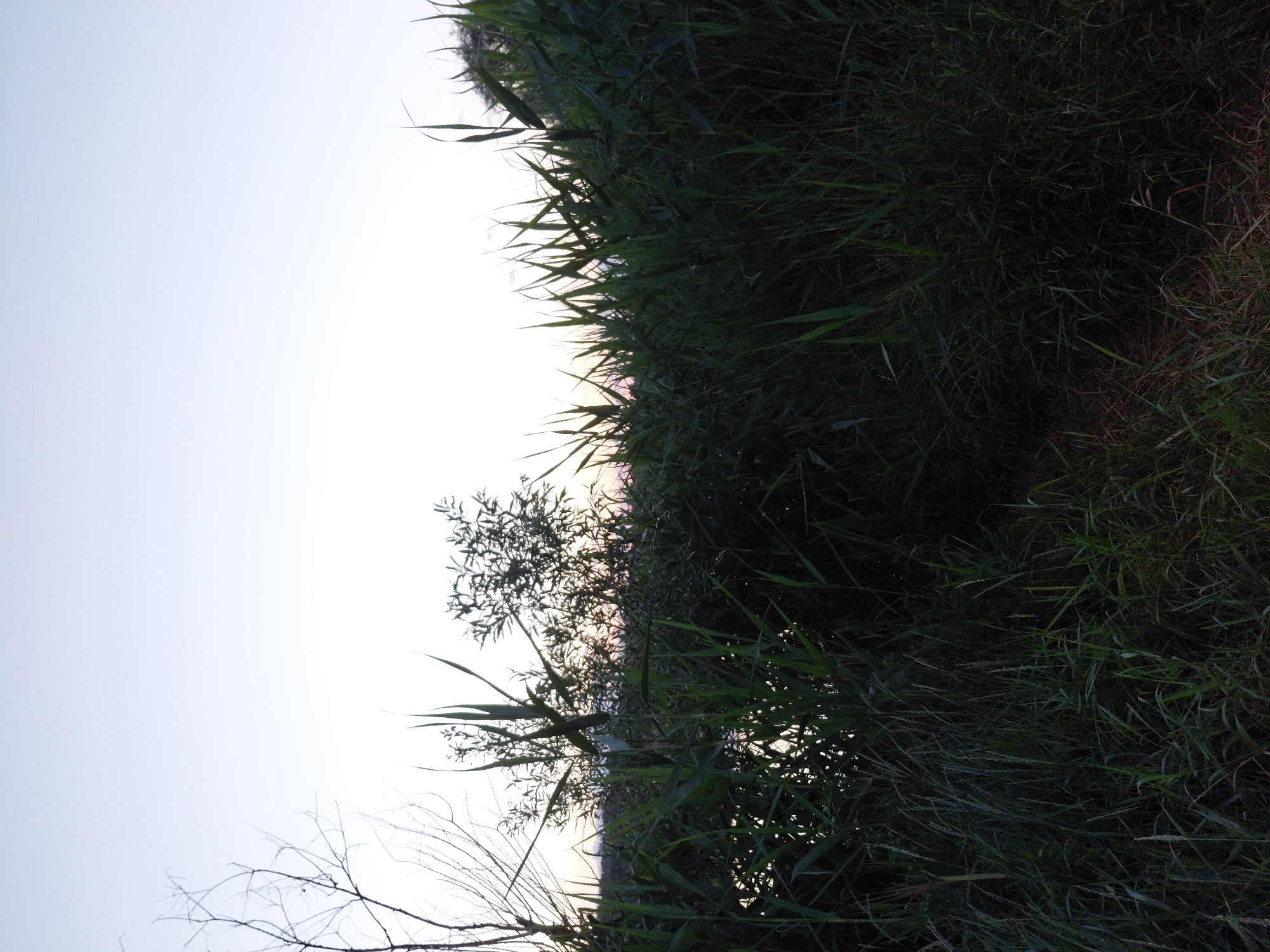 The image depicts a dark, overgrown wetland scene with tall grasses and reeds dominating the foreground. The sky is a pale, hazy blue, suggesting either dawn or dusk. In the background, a body of water is visible, reflecting the dim light. A few skeletal branches of a tree or shrub are silhouetted against the sky on the far left. The overall impression is one of wildness and seclusion, with no human presence or structures visible. The image is likely taken in a natural setting, potentially near a body of water in the vicinity of Ustyvytsia, Ukraine, given the mention of this location.